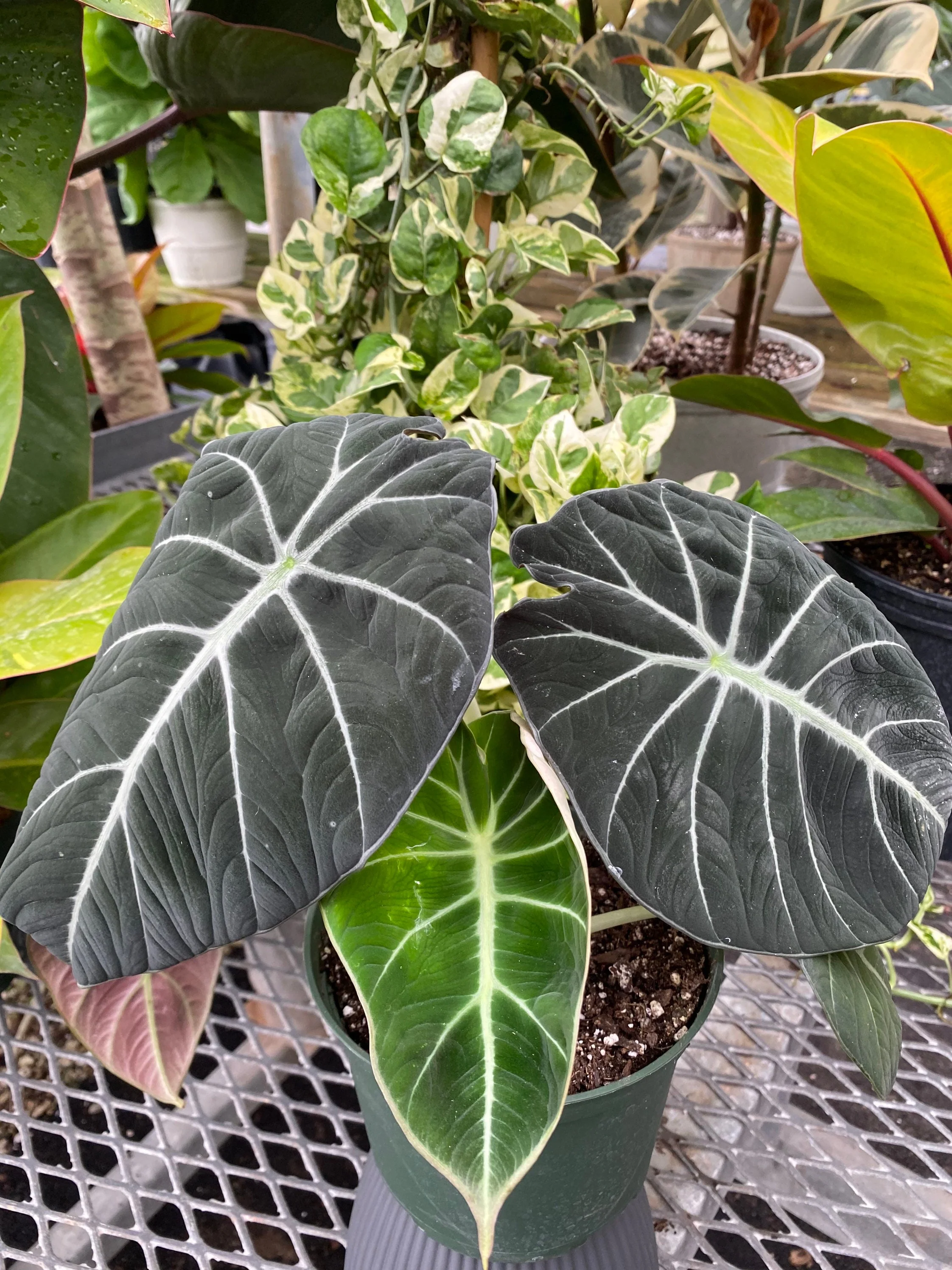 Alocasia Reginula Black Velvet, Live Indoor Plant. - Image 3