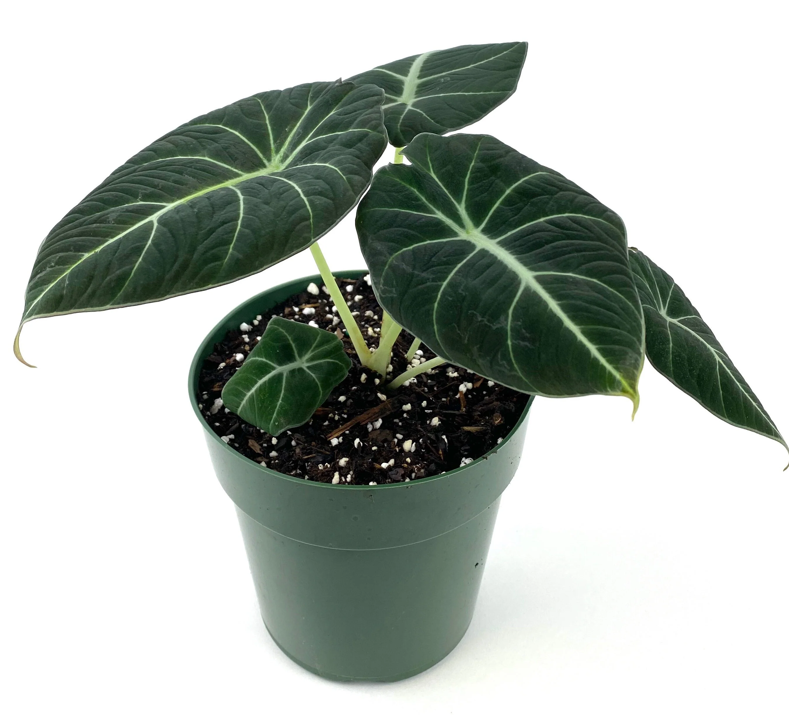 Alocasia Reginula Black Velvet, Live Indoor Plant. - Image 4