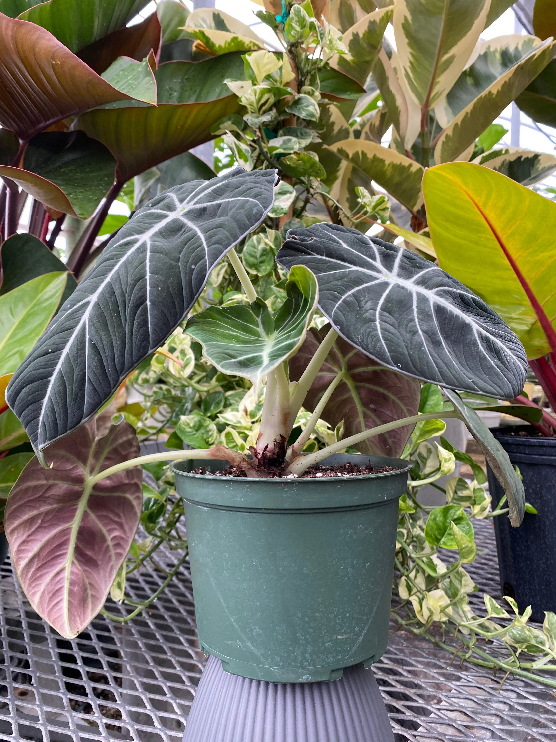 Alocasia Reginula Black Velvet, Live Indoor Plant. - Image 5