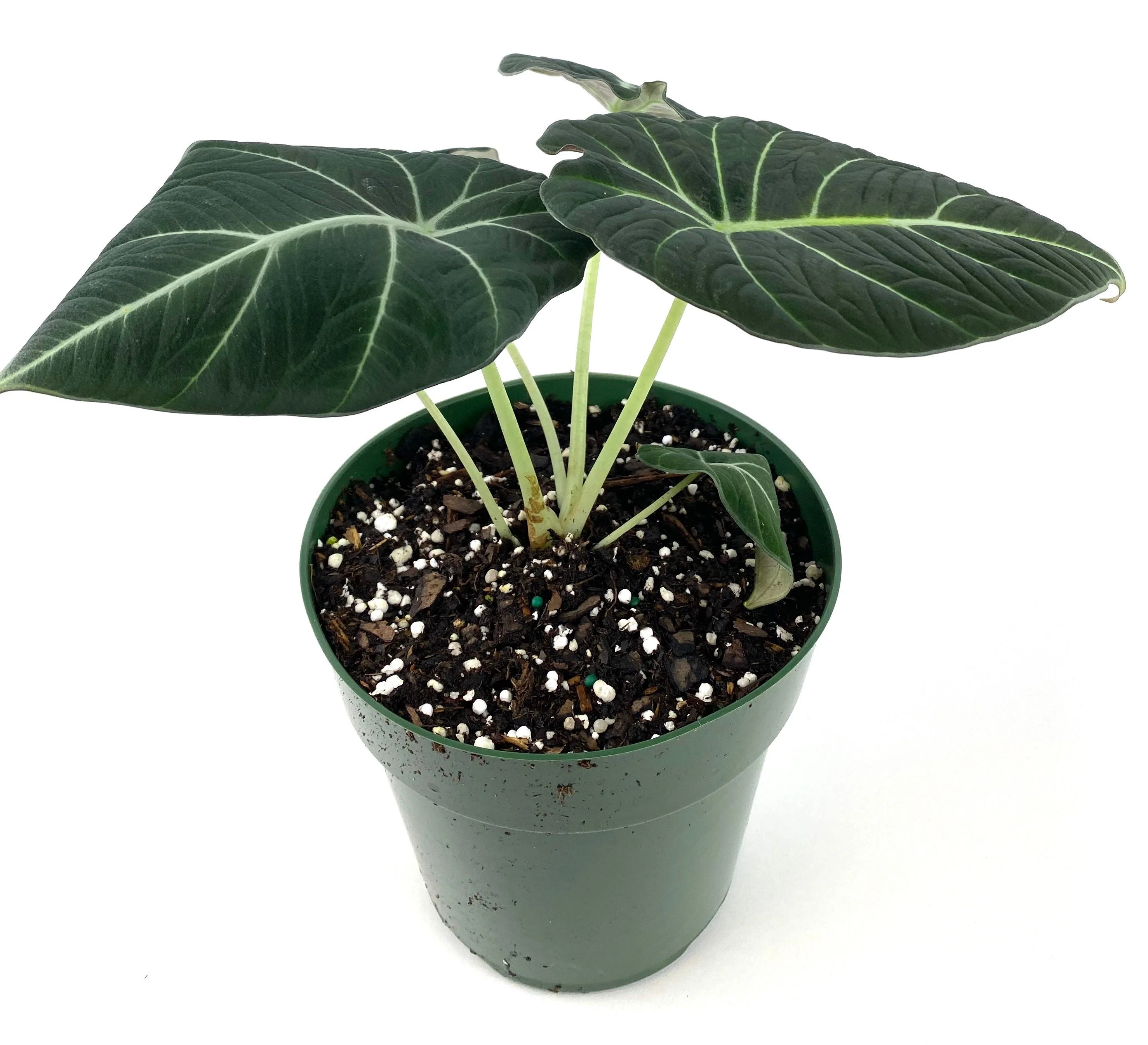 Alocasia Reginula Black Velvet, Live Indoor Plant. - Image 6
