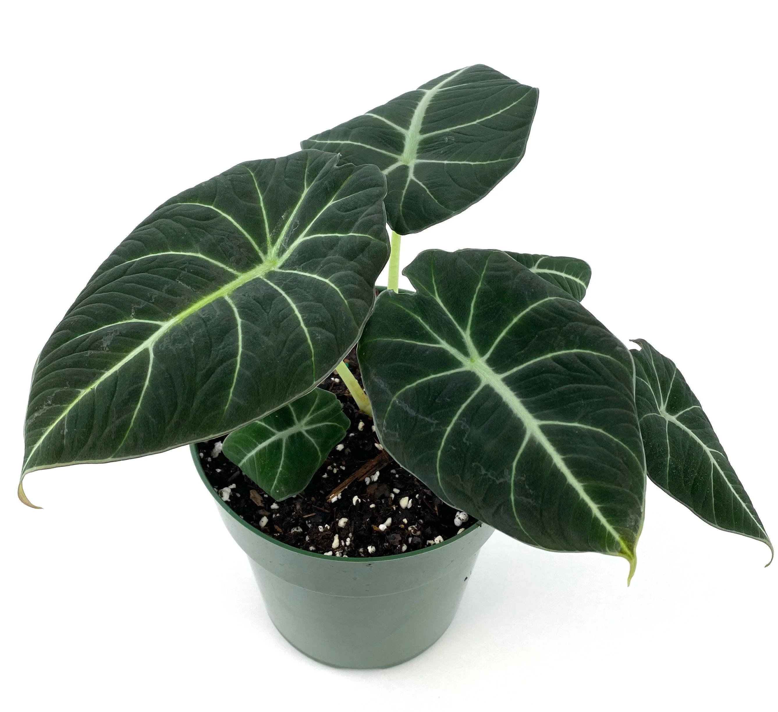 Alocasia Reginula Black Velvet, Live Indoor Plant. - Image 7