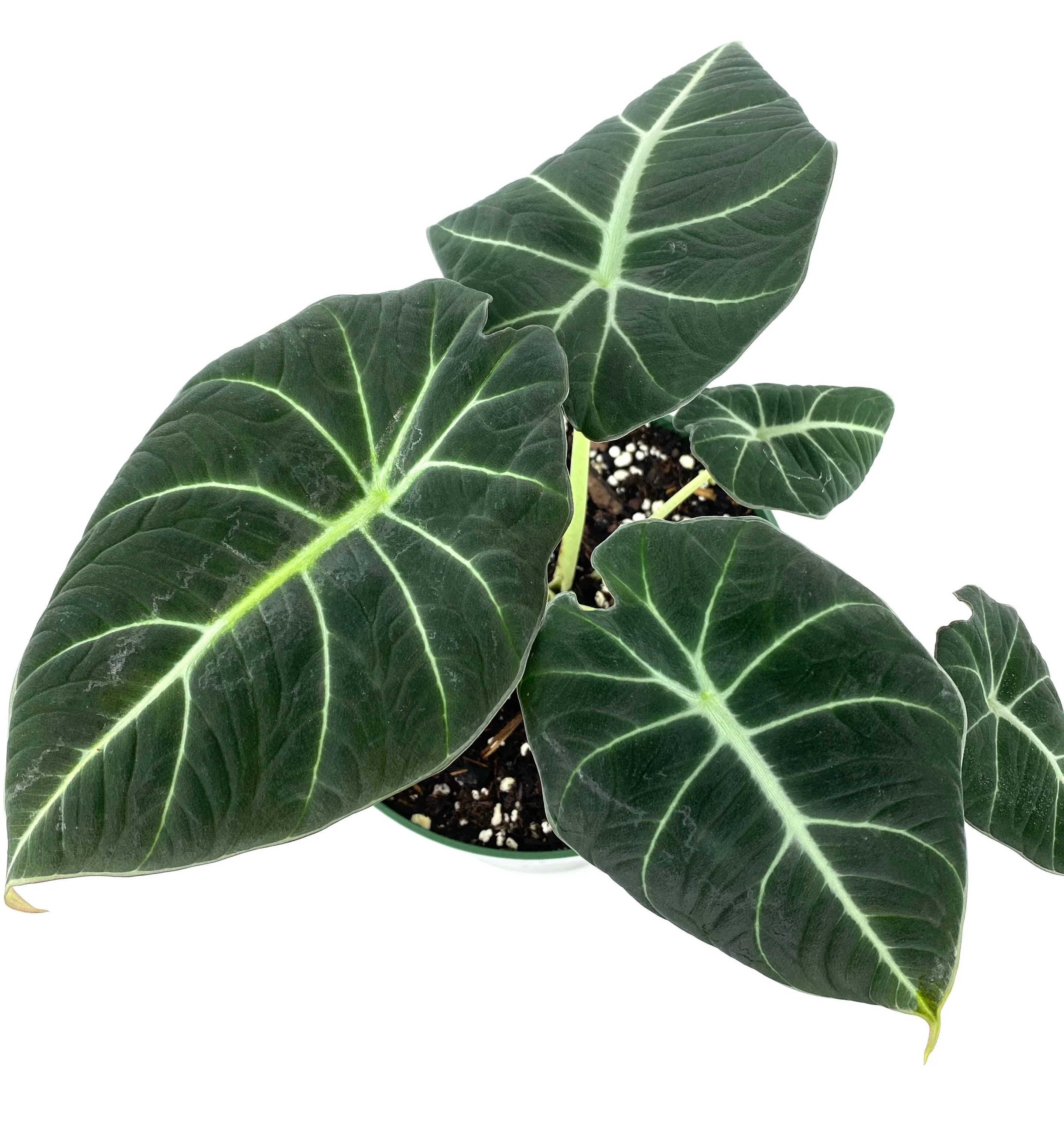 Alocasia Reginula Black Velvet, Live Indoor Plant. - Image 8