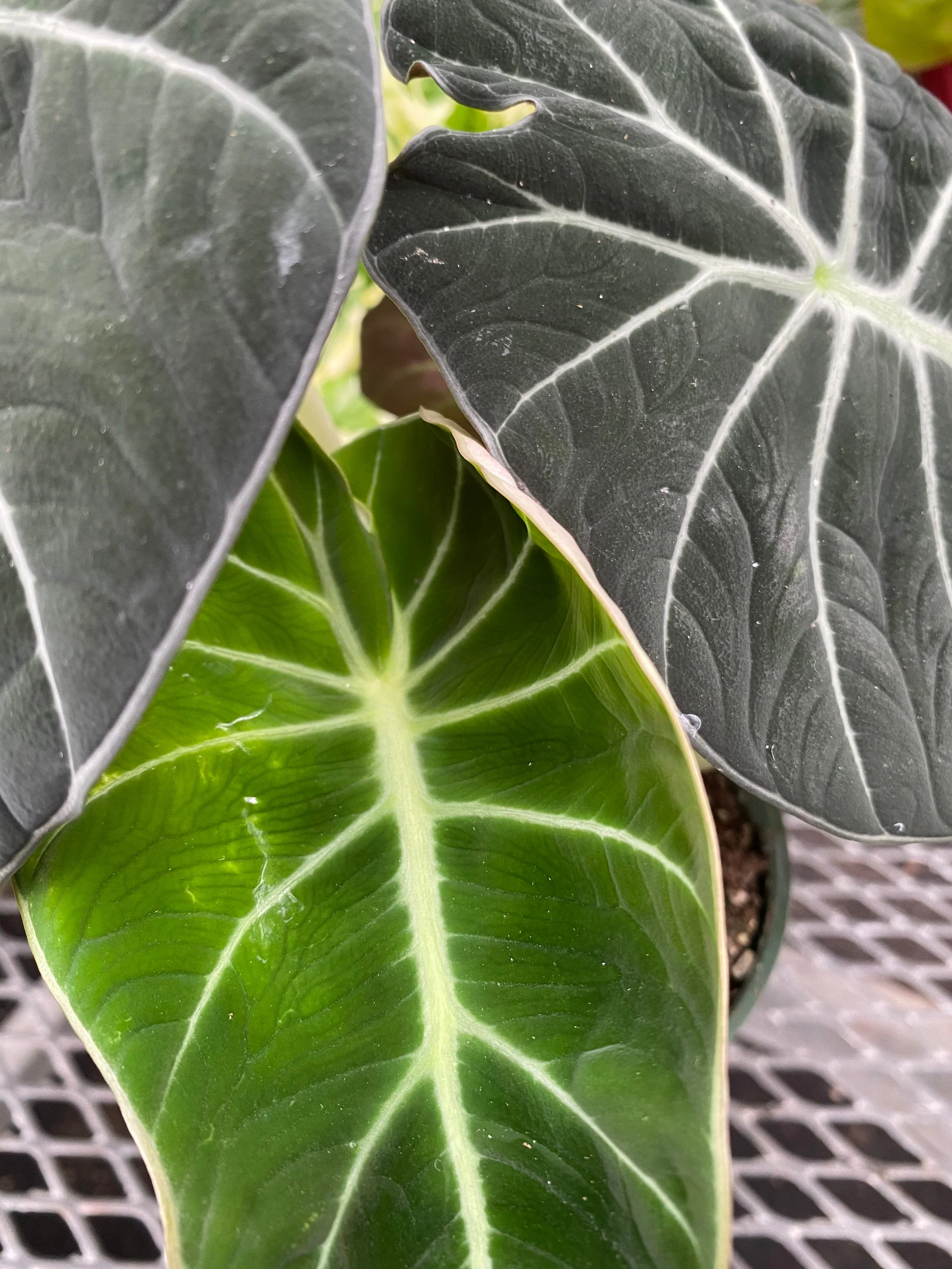 Alocasia Reginula Black Velvet, Live Indoor Plant. - Image 9