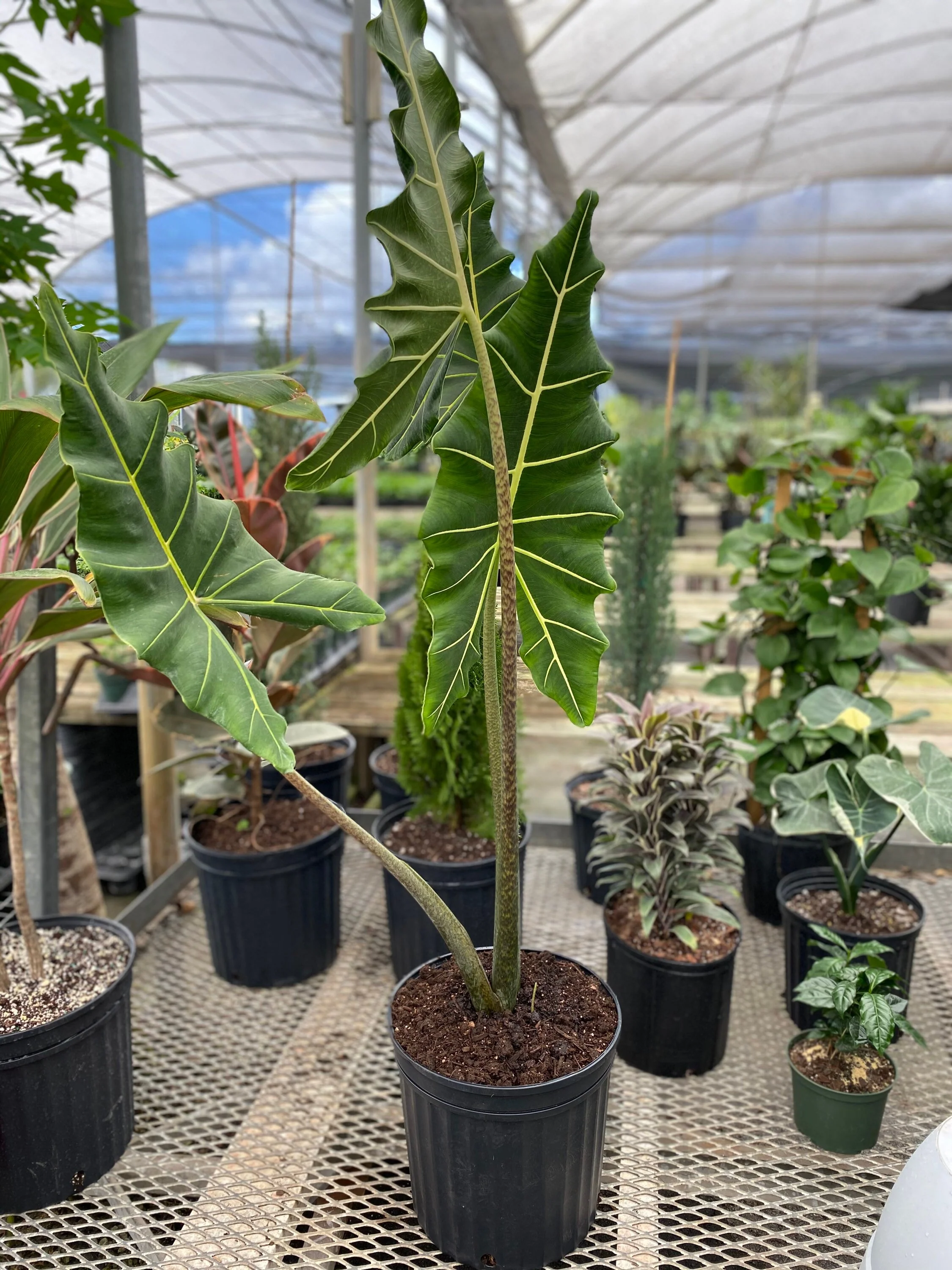 Alocasia Sarian, Live Tropical Plant - Image 3