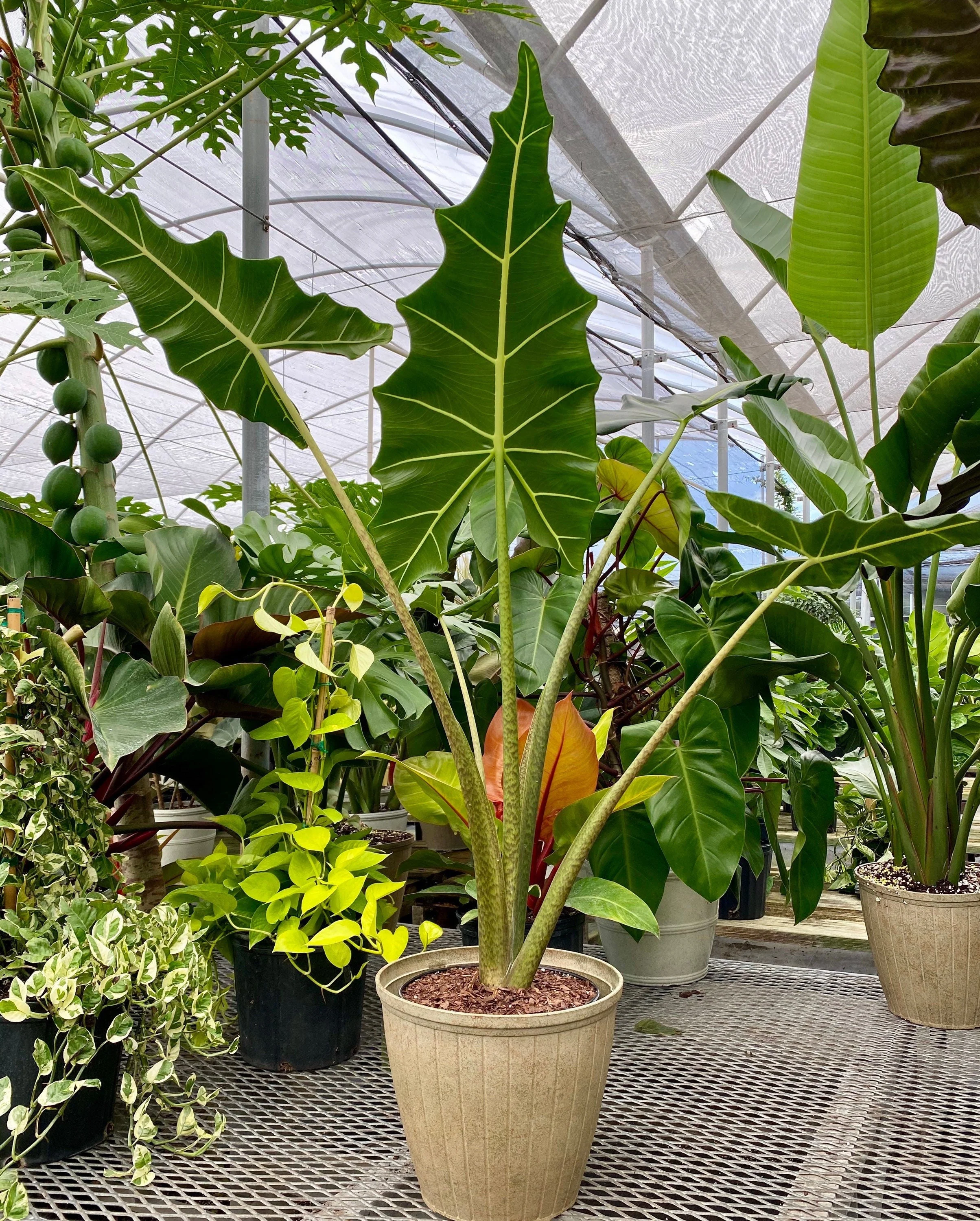 Alocasia Sarian, Live Tropical Plant - Image 4