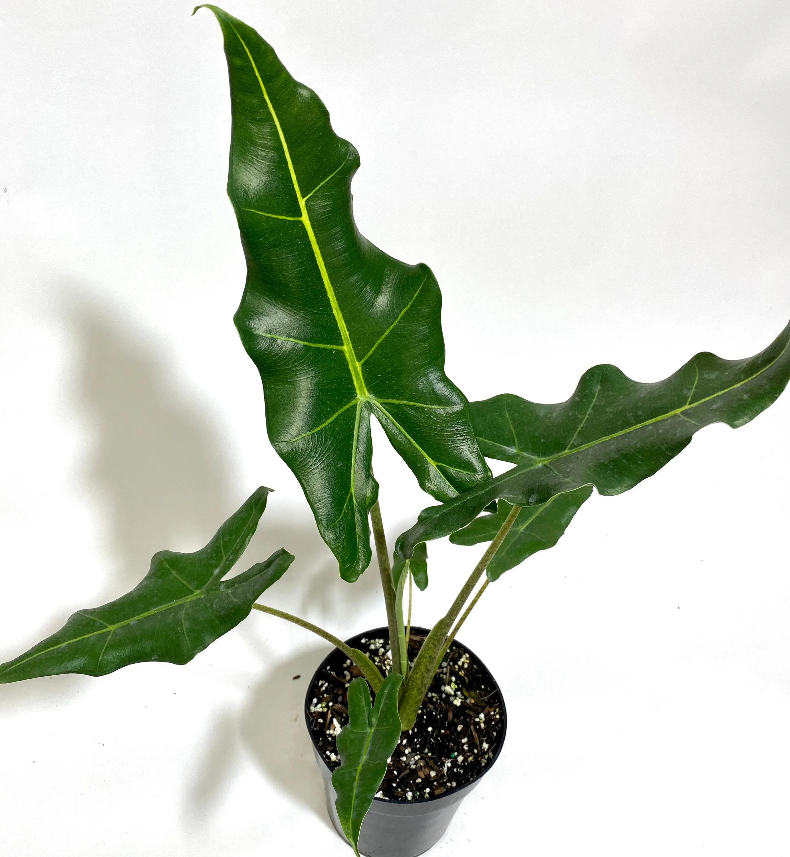 Alocasia Sarian, Live Tropical Plant - Image 5