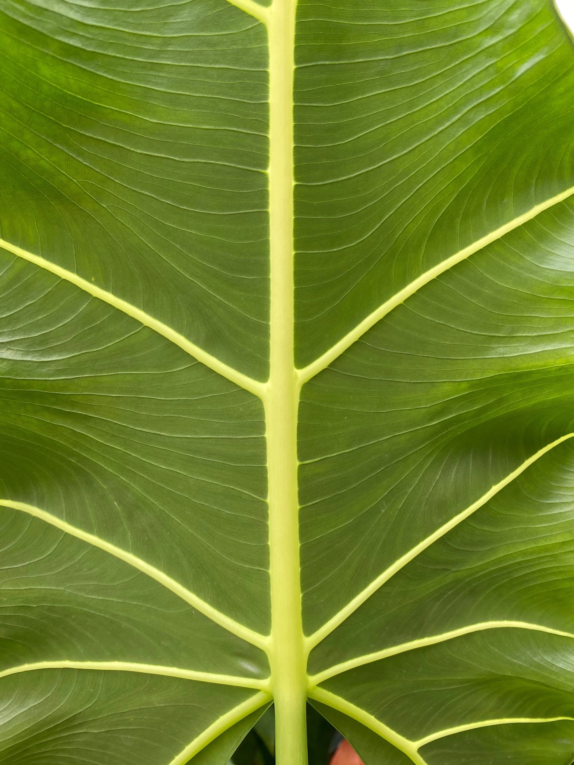 Alocasia Sarian, Live Tropical Plant - Image 6