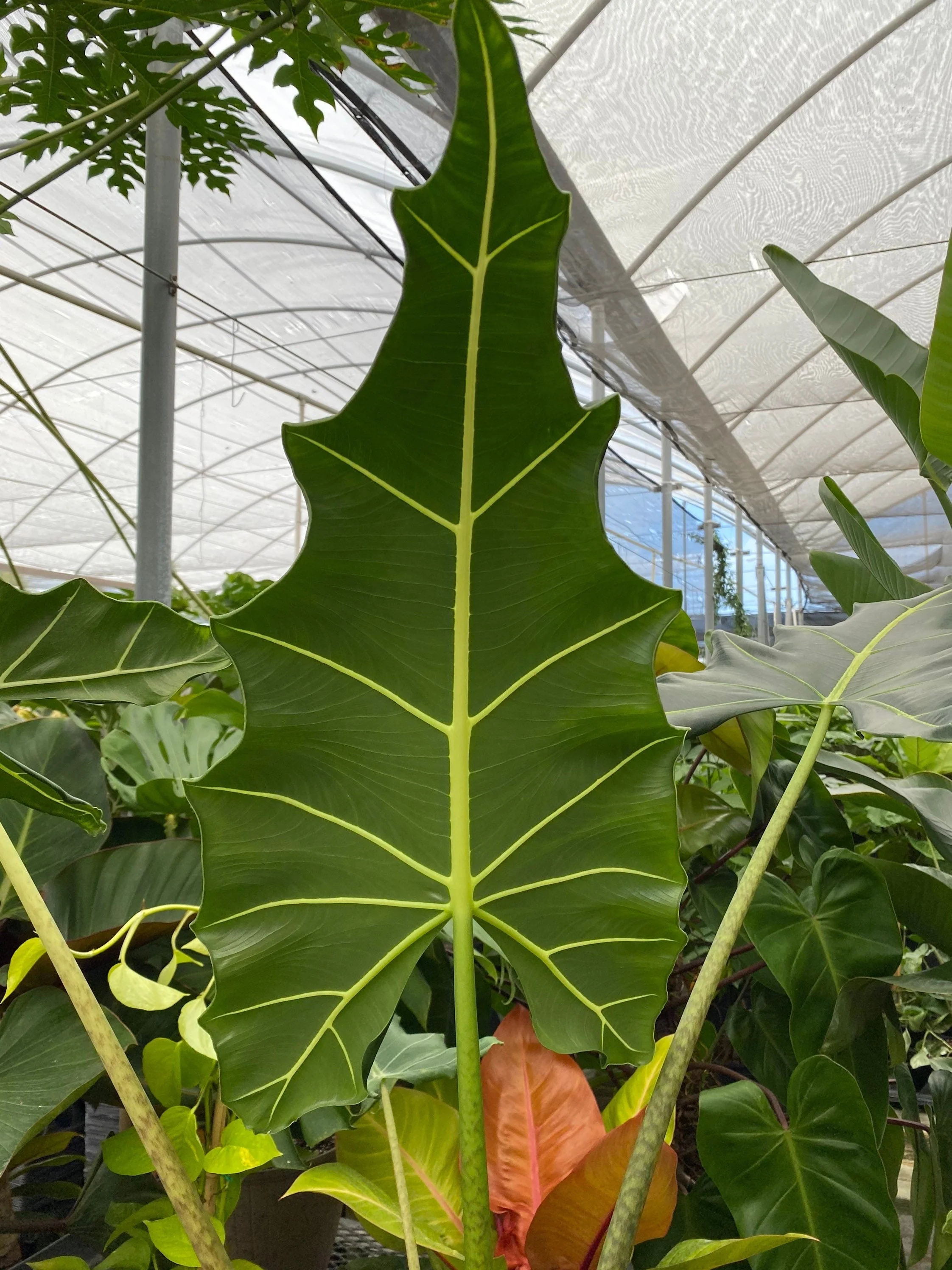 Alocasia Sarian, Live Tropical Plant - Image 7