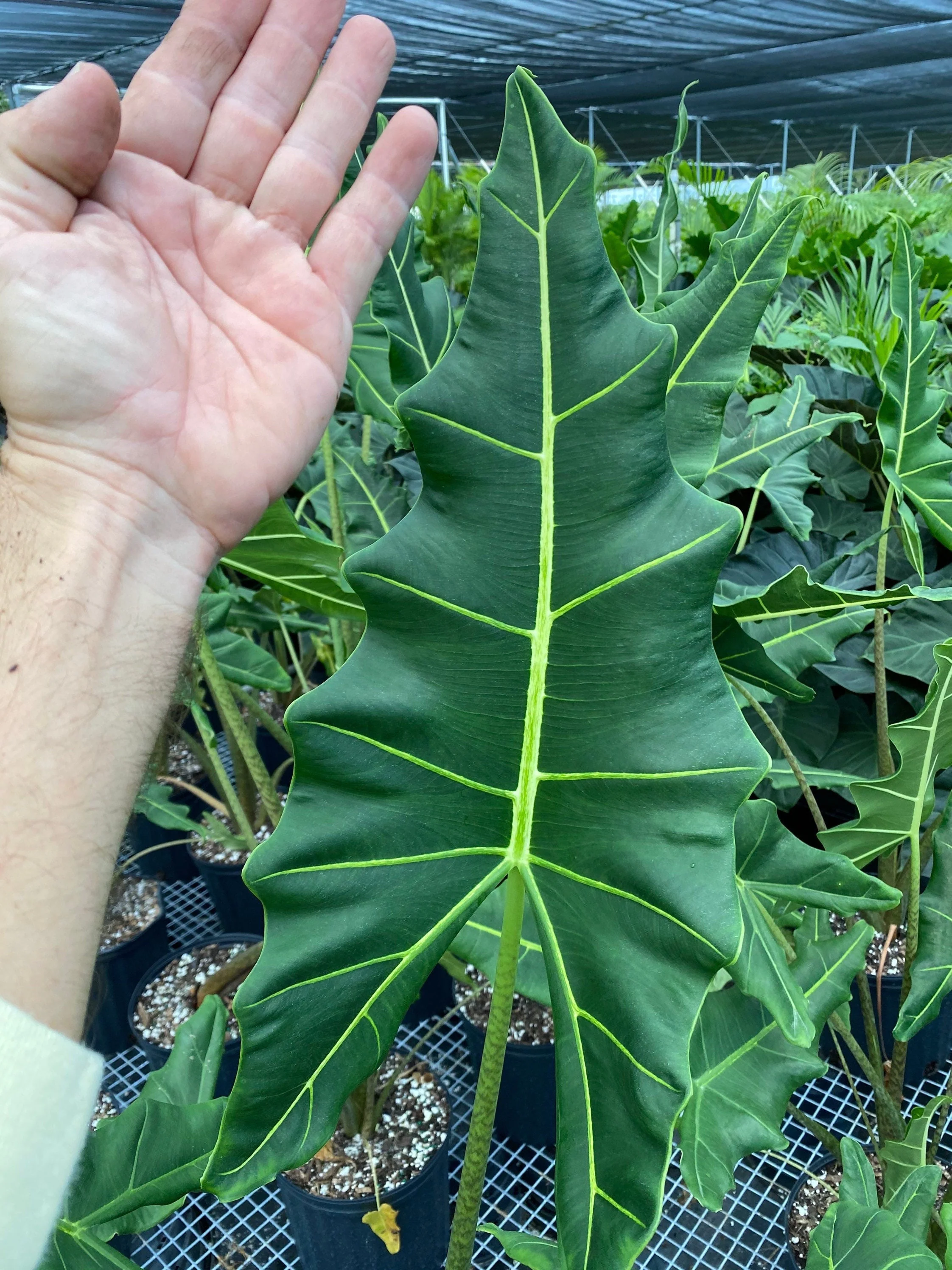 Alocasia Sarian, Live Tropical Plant - Image 8