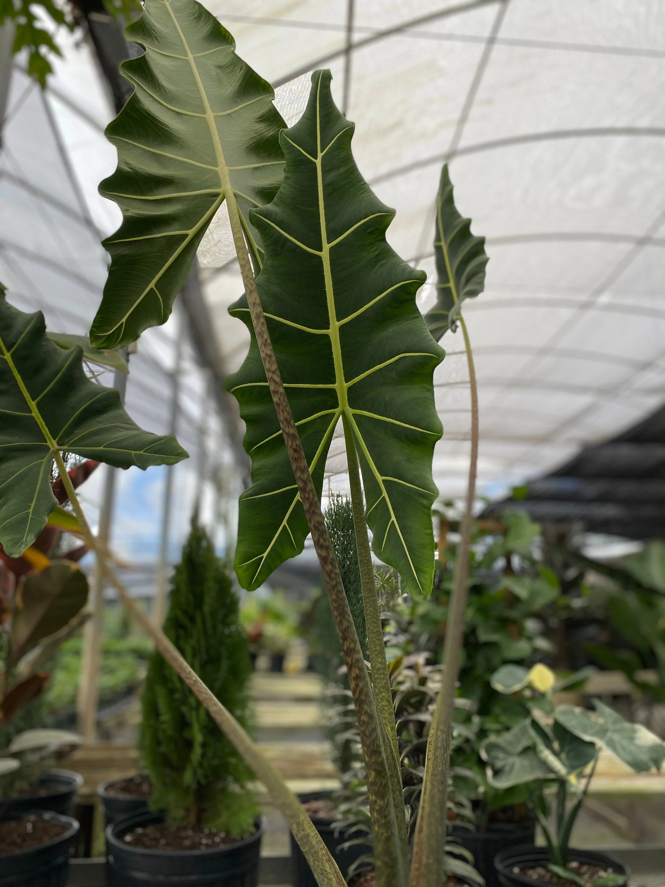 Alocasia Sarian, Live Tropical Plant - Image 9