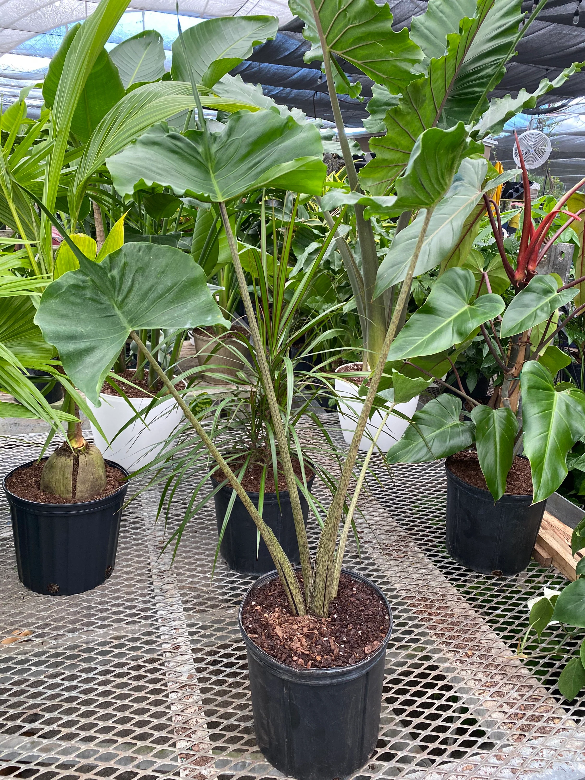 Alocasia Stingray, Elephant Ears Live Indoor Plant - Image 3