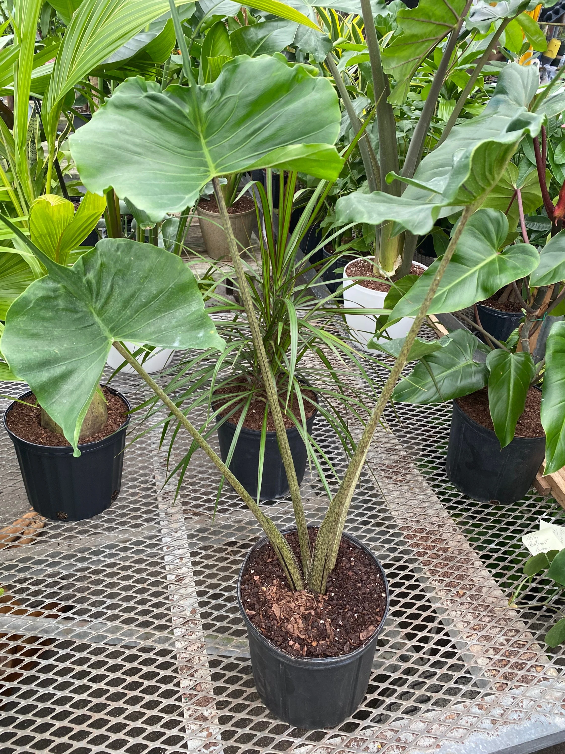 Alocasia Stingray, Elephant Ears Live Indoor Plant - Image 4