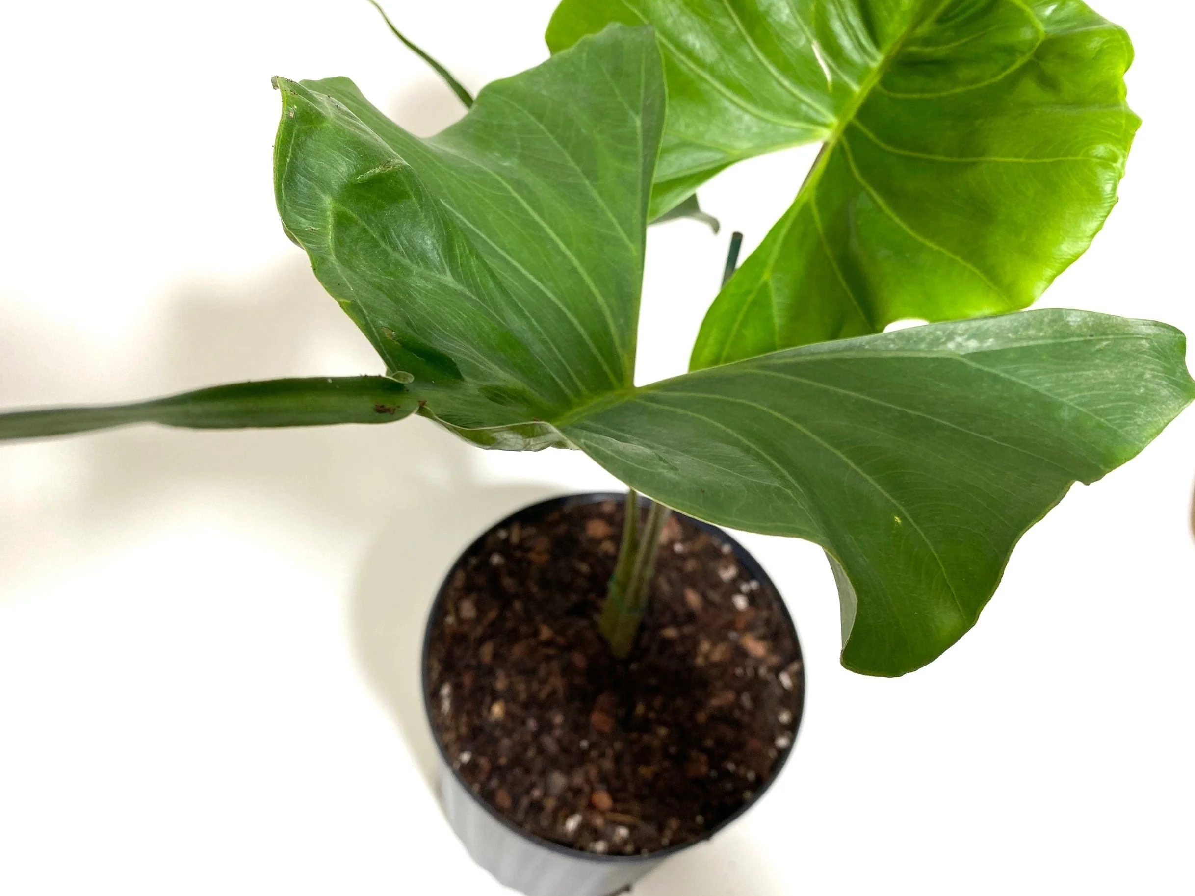 Alocasia Stingray, Elephant Ears Live Indoor Plant - Image 5