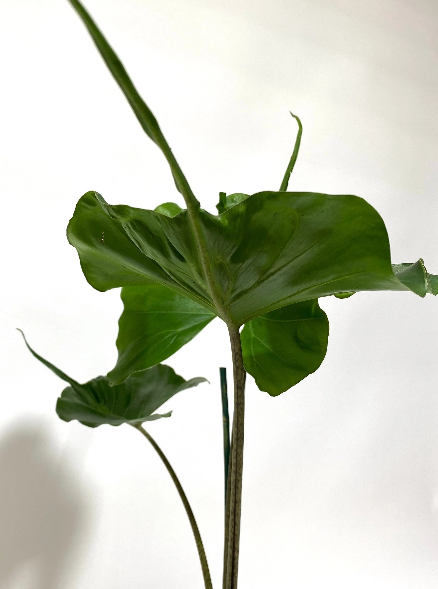 Alocasia Stingray, Elephant Ears Live Indoor Plant - Image 6