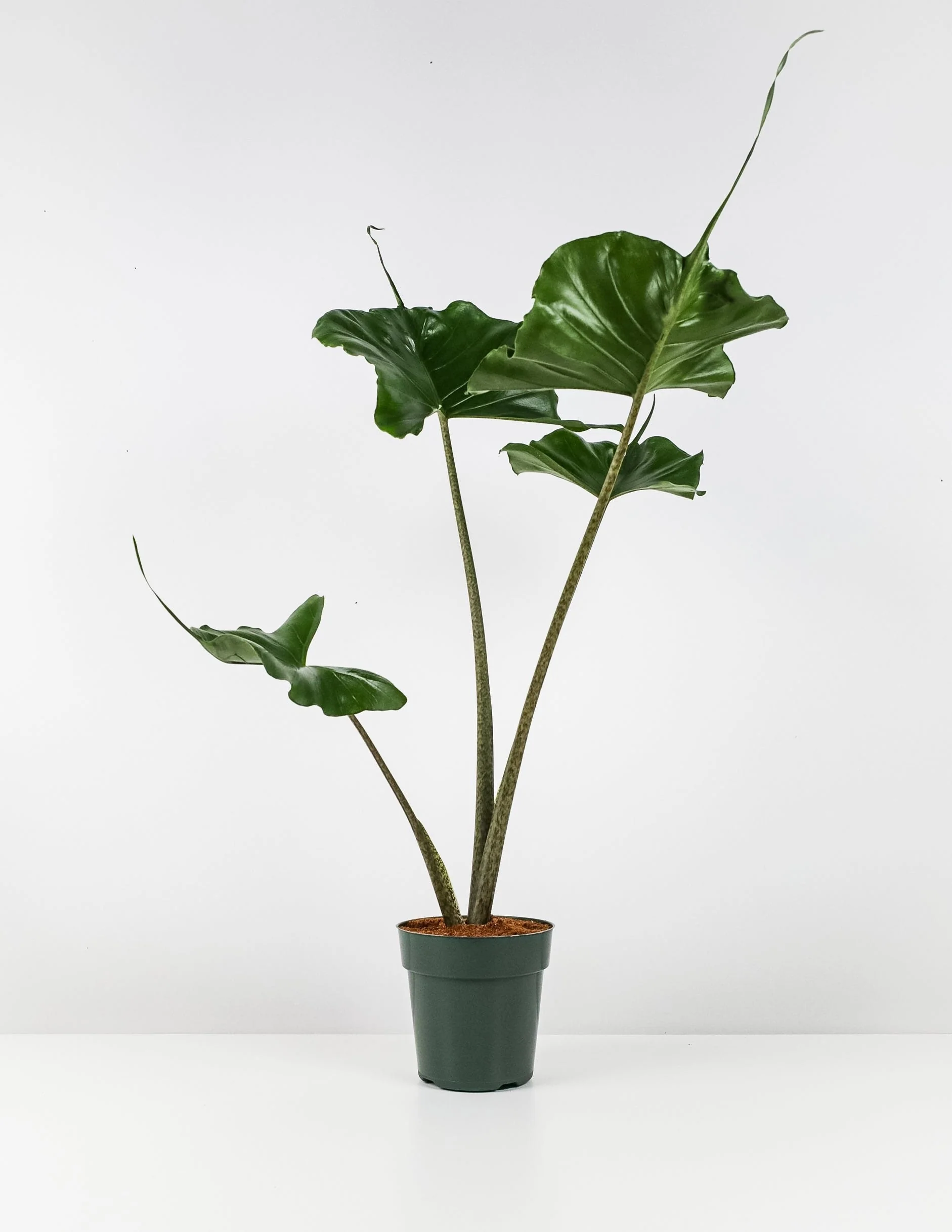 Alocasia Stingray, Elephant Ears Live Indoor Plant - Image 7