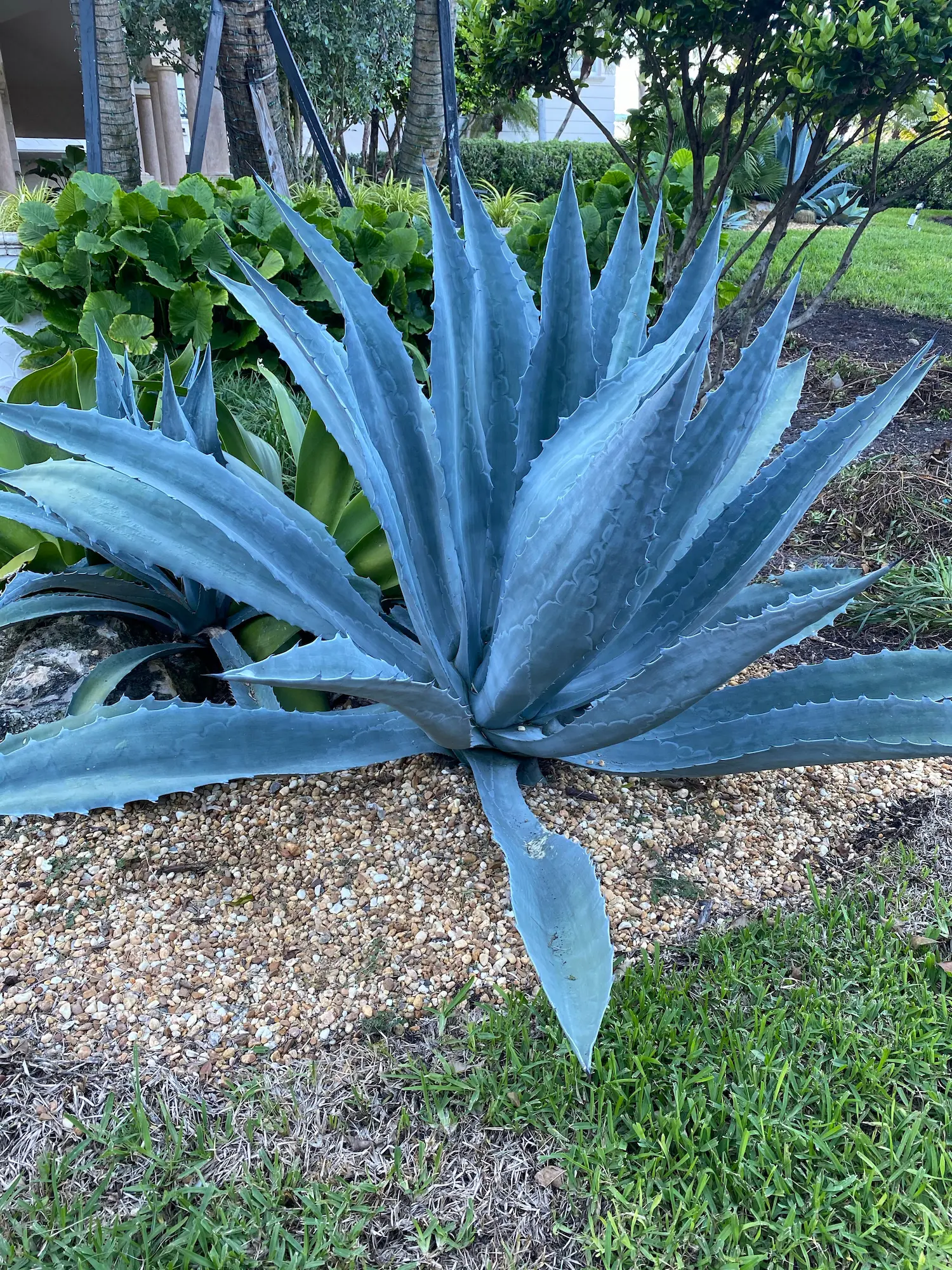 Super Blue Agave Americana, Century Plant - Image 4