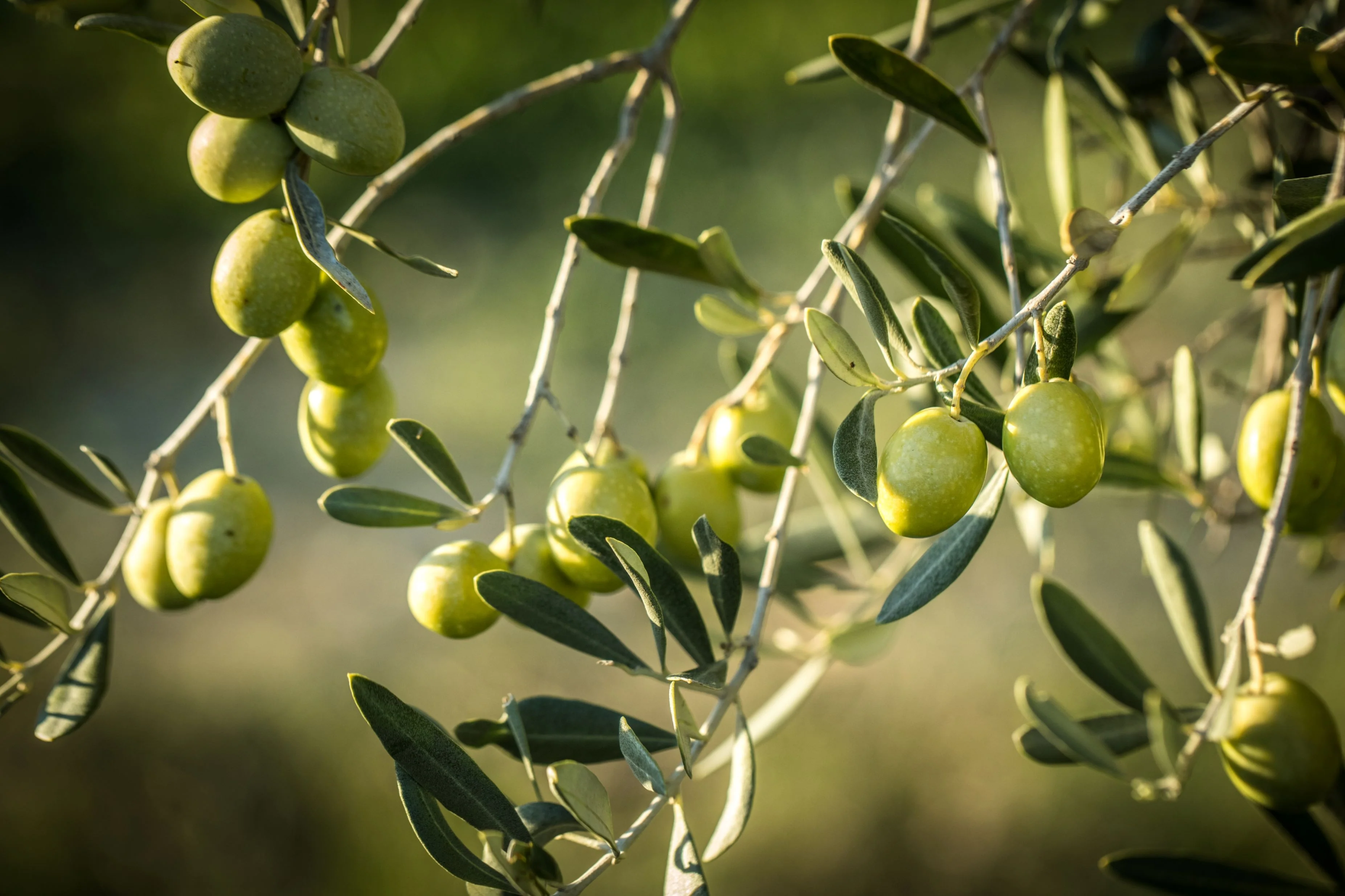 Arbequina Olive Tree Olea Europaea - Image 4