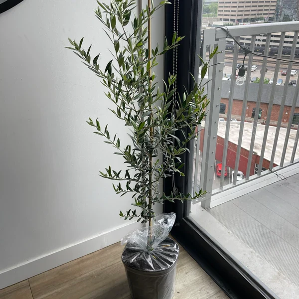 Arbequina Olive Tree Olea Europaea - Image 5