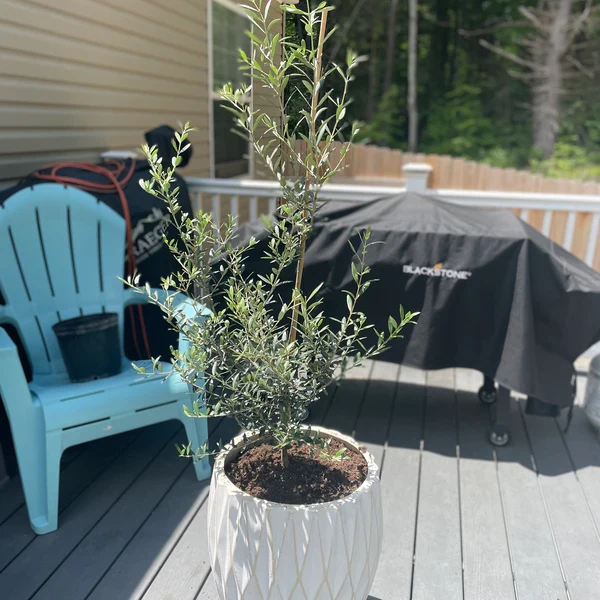 Arbequina Olive Tree Olea Europaea - Image 6