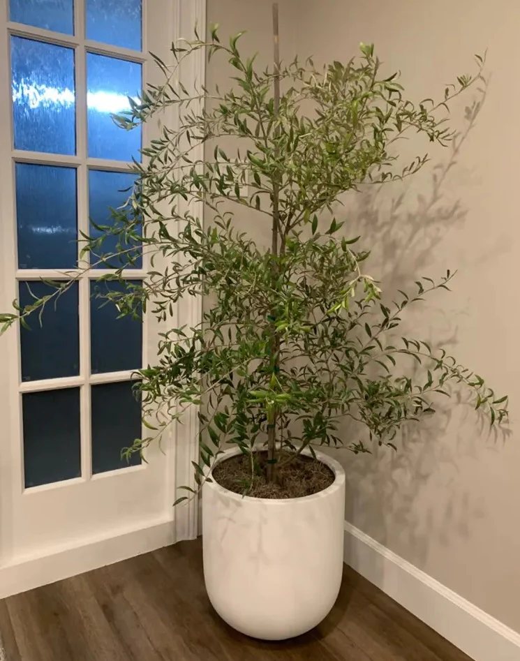 Arbequina Olive Tree Olea Europaea - Image 7