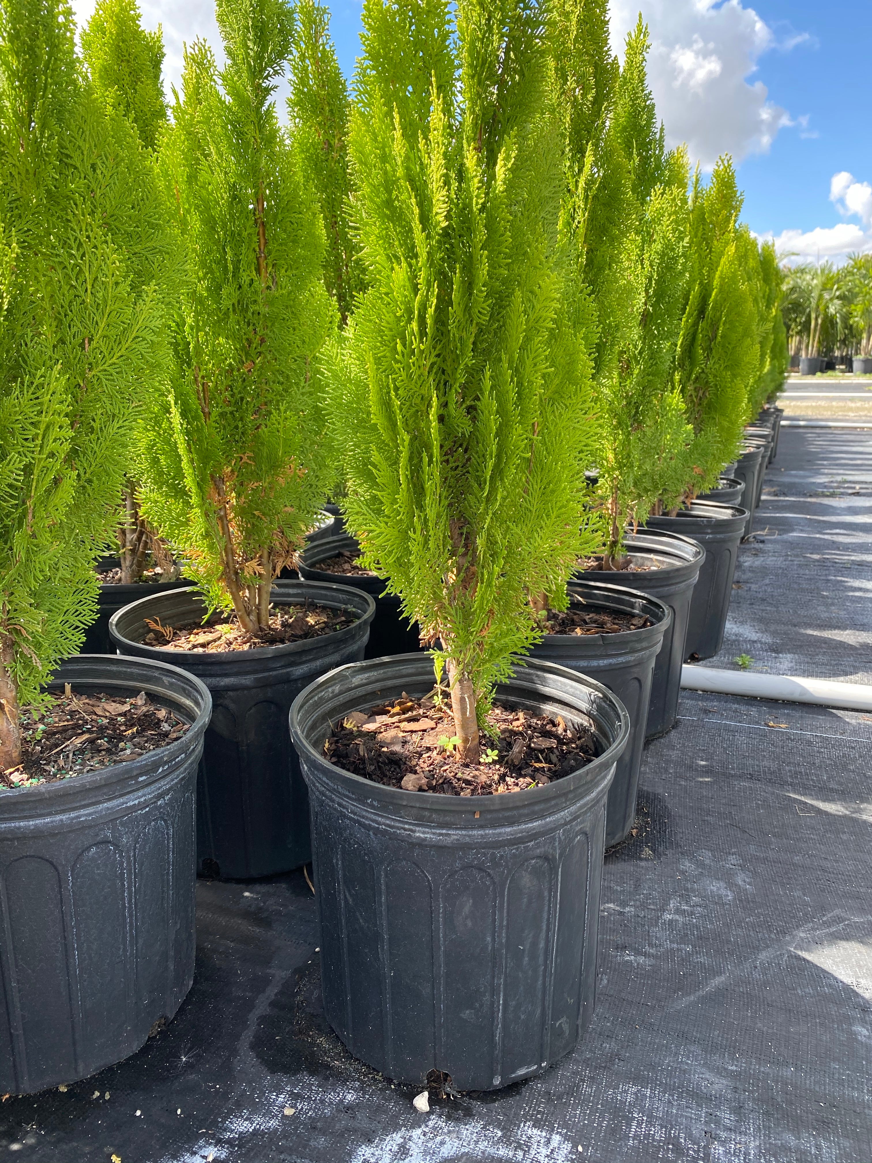 Bercksman Golden Arborvitae - Image 10