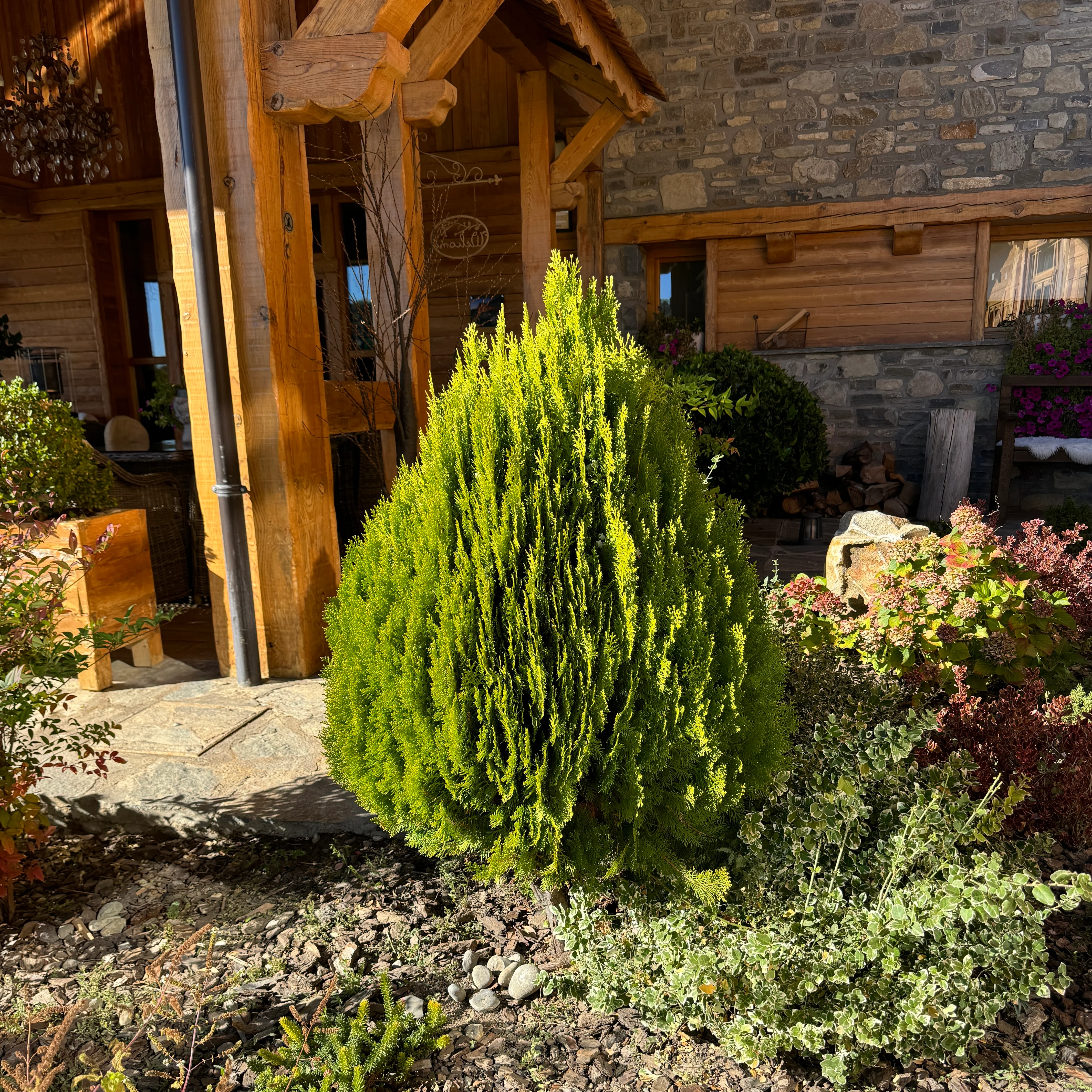 Bercksman Golden Arborvitae - Image 11