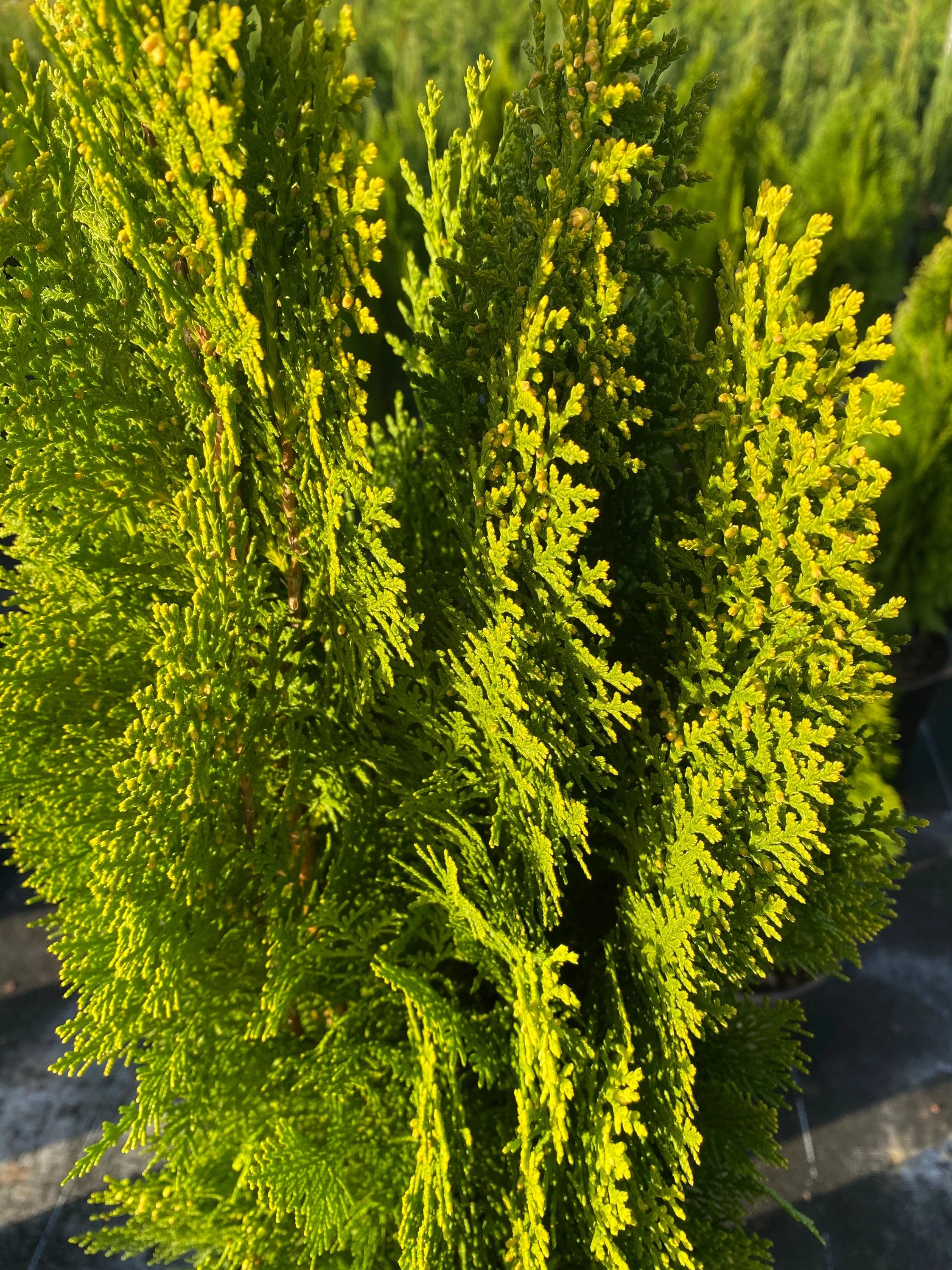 Bercksman Golden Arborvitae - Image 4