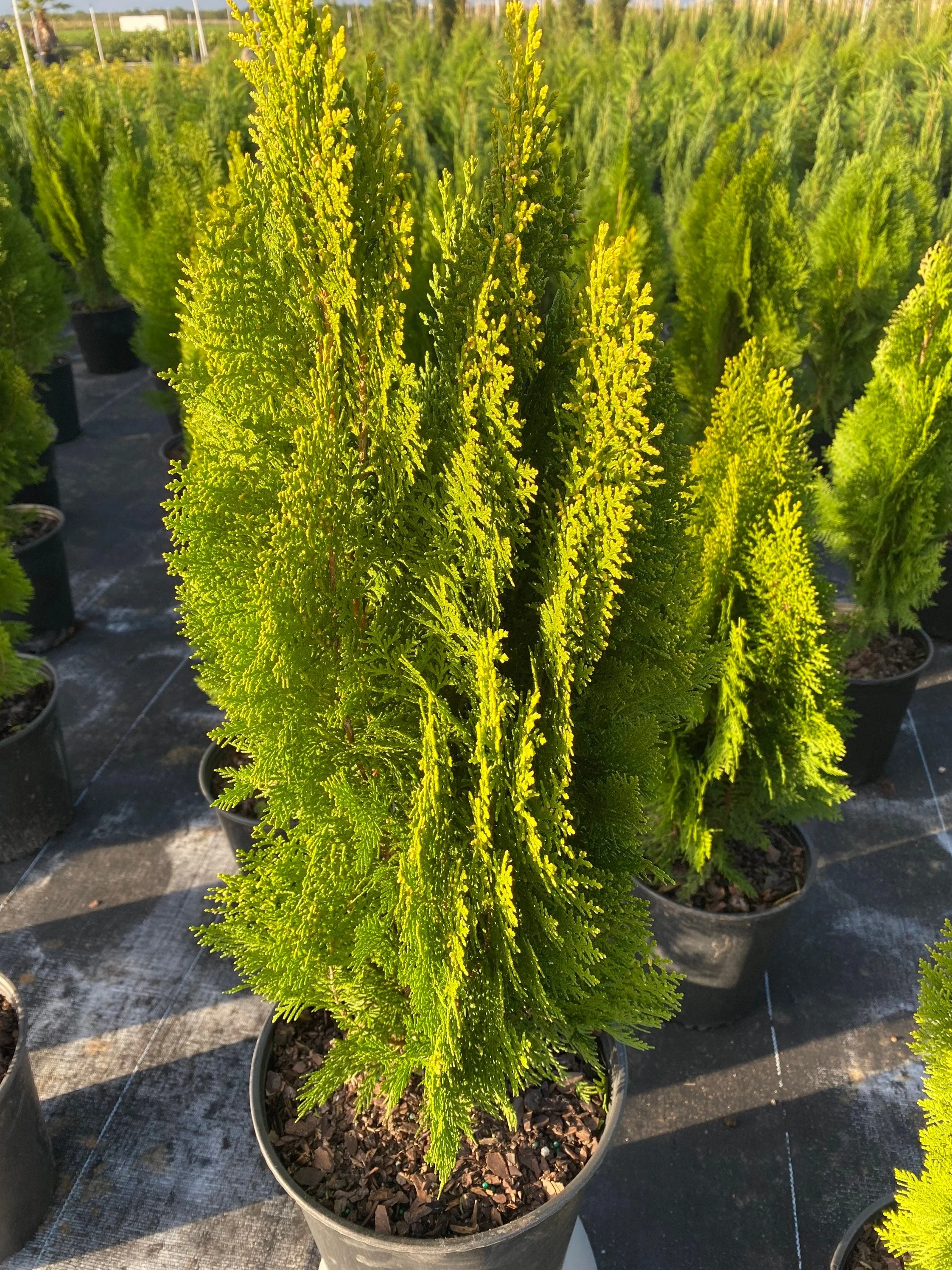 Bercksman Golden Arborvitae - Image 5