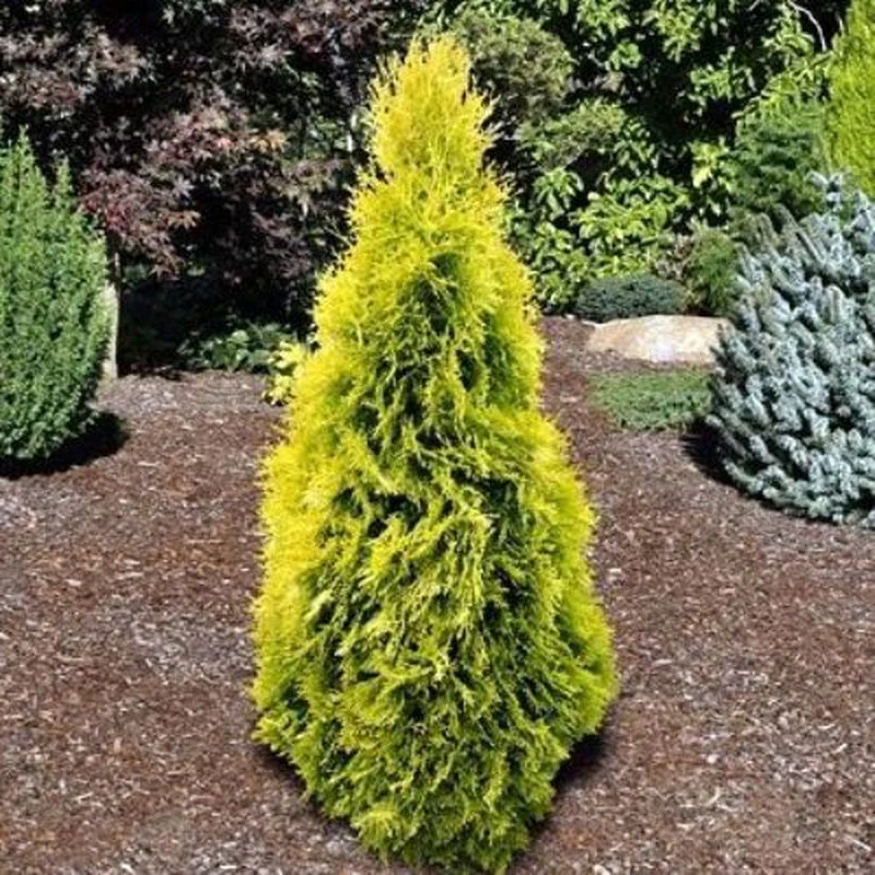 Bercksman Golden Arborvitae - Image 6