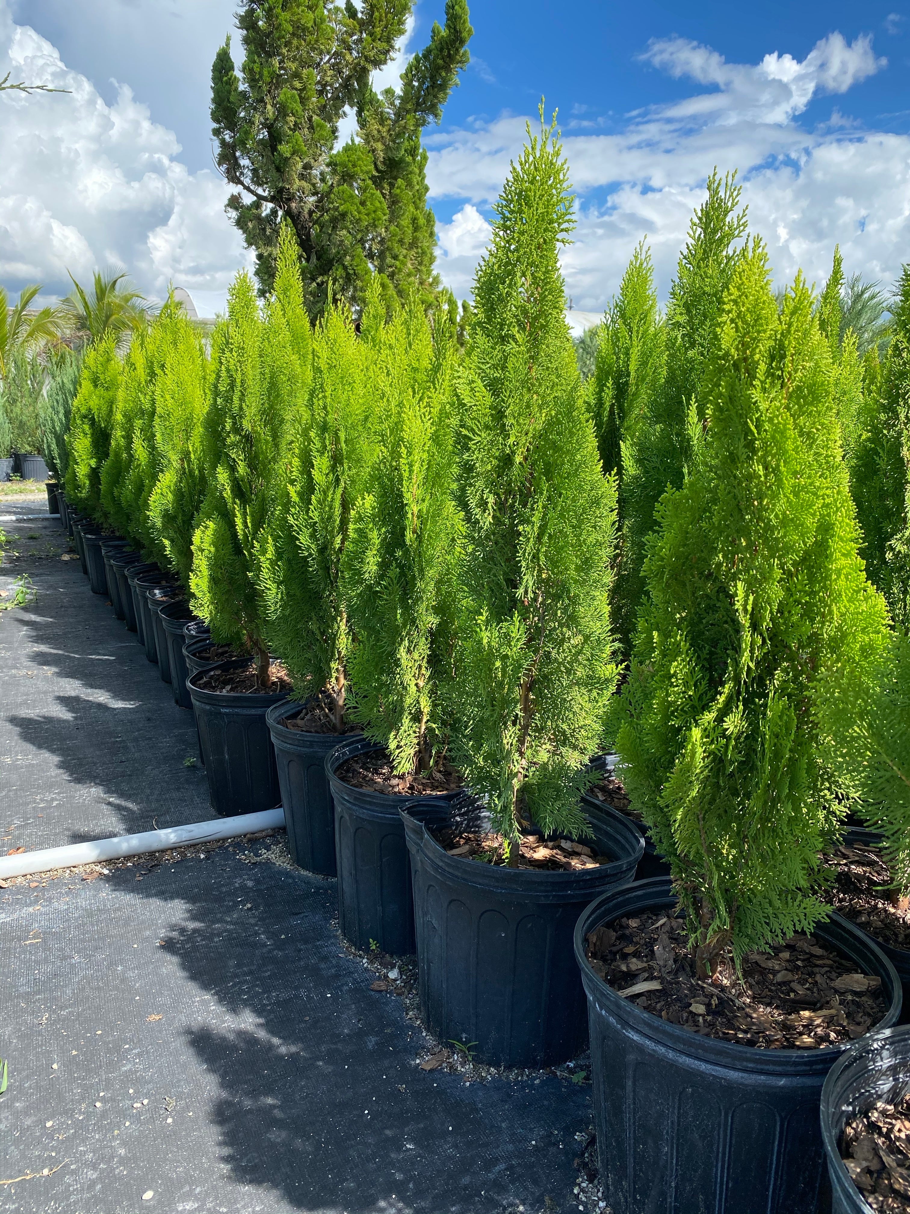 Bercksman Golden Arborvitae - Image 8