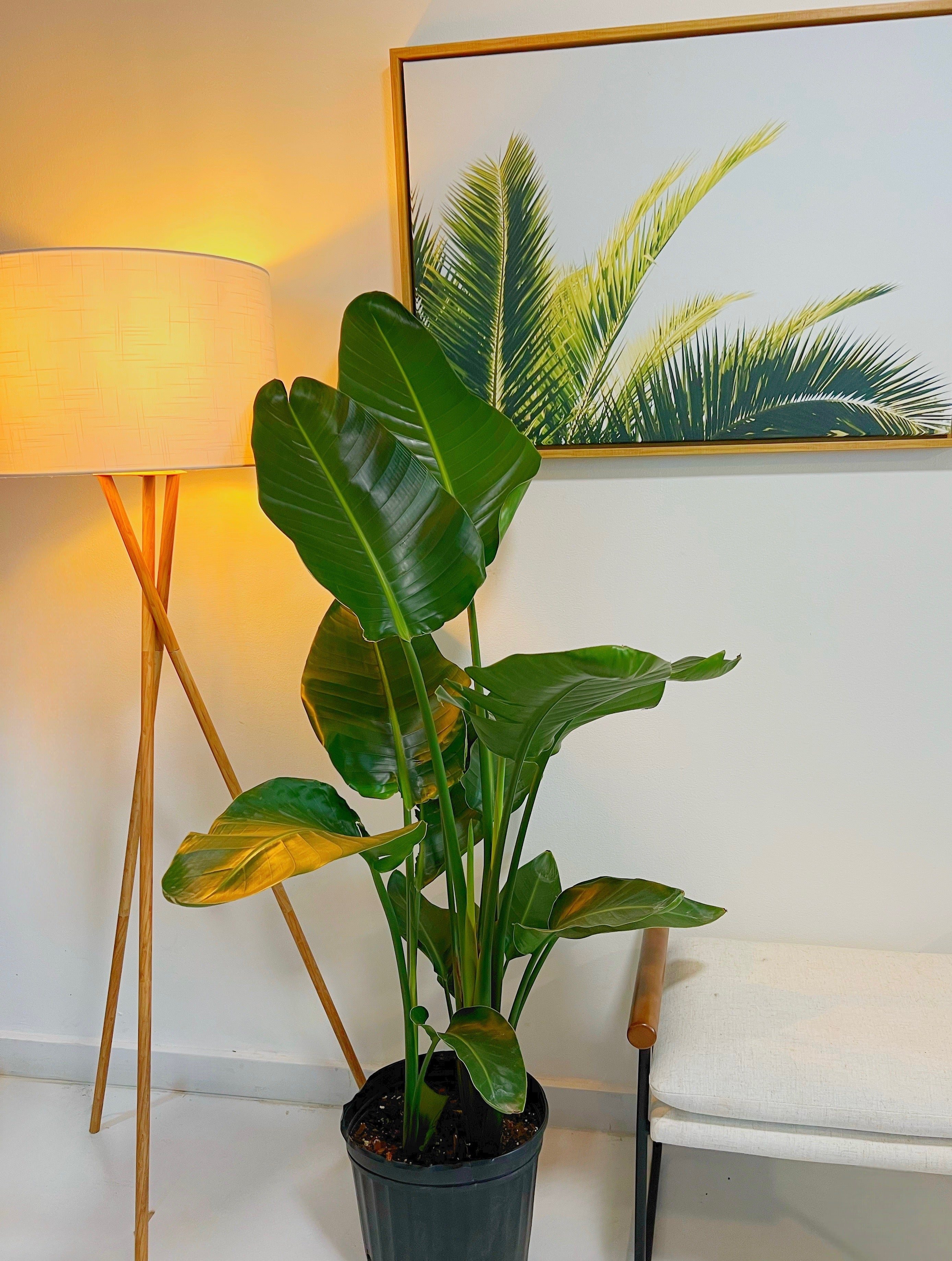 Bird of Paradise White, Strelitzia Nicolai - Image 10