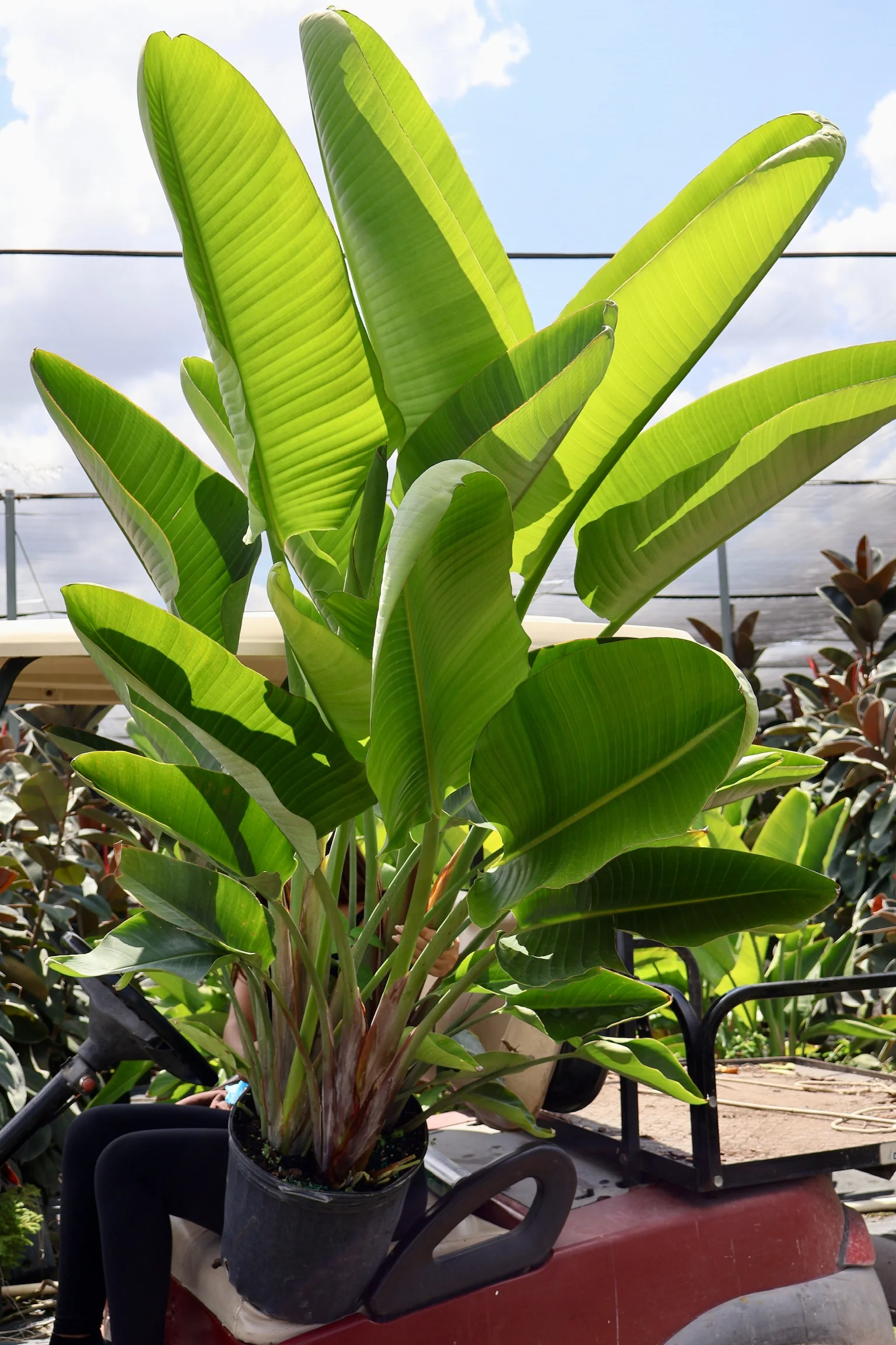 Bird of Paradise White, Strelitzia Nicolai - Image 3
