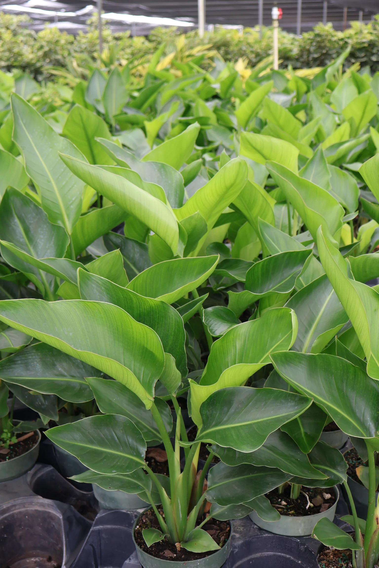 Bird of Paradise White, Strelitzia Nicolai - Image 4