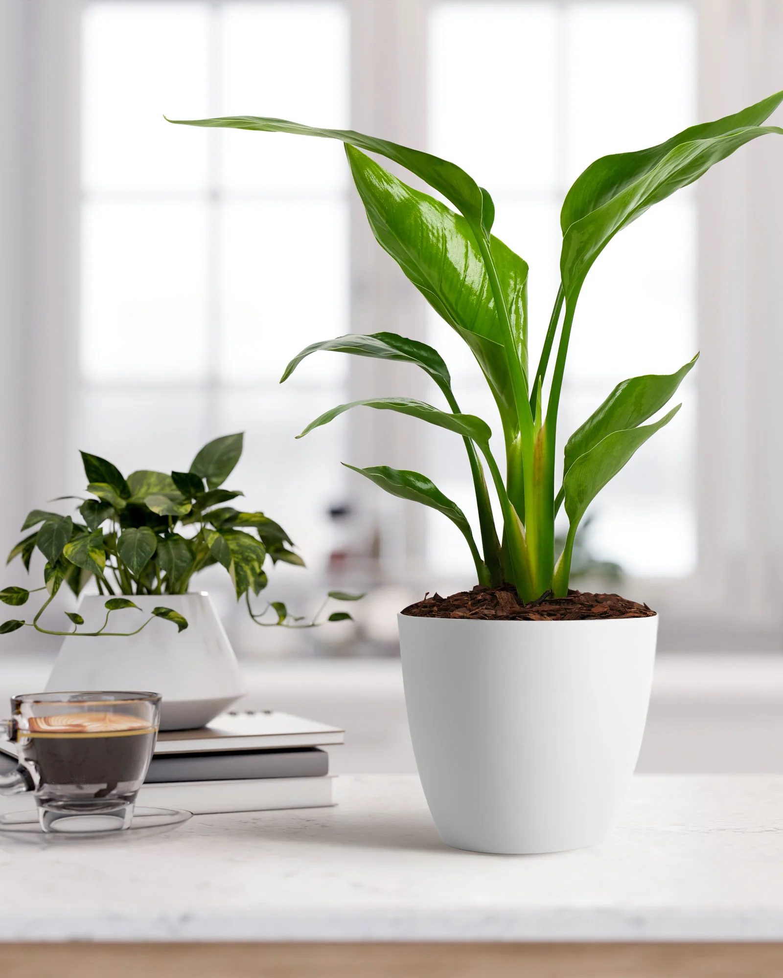 Bird of Paradise White, Strelitzia Nicolai - Image 5