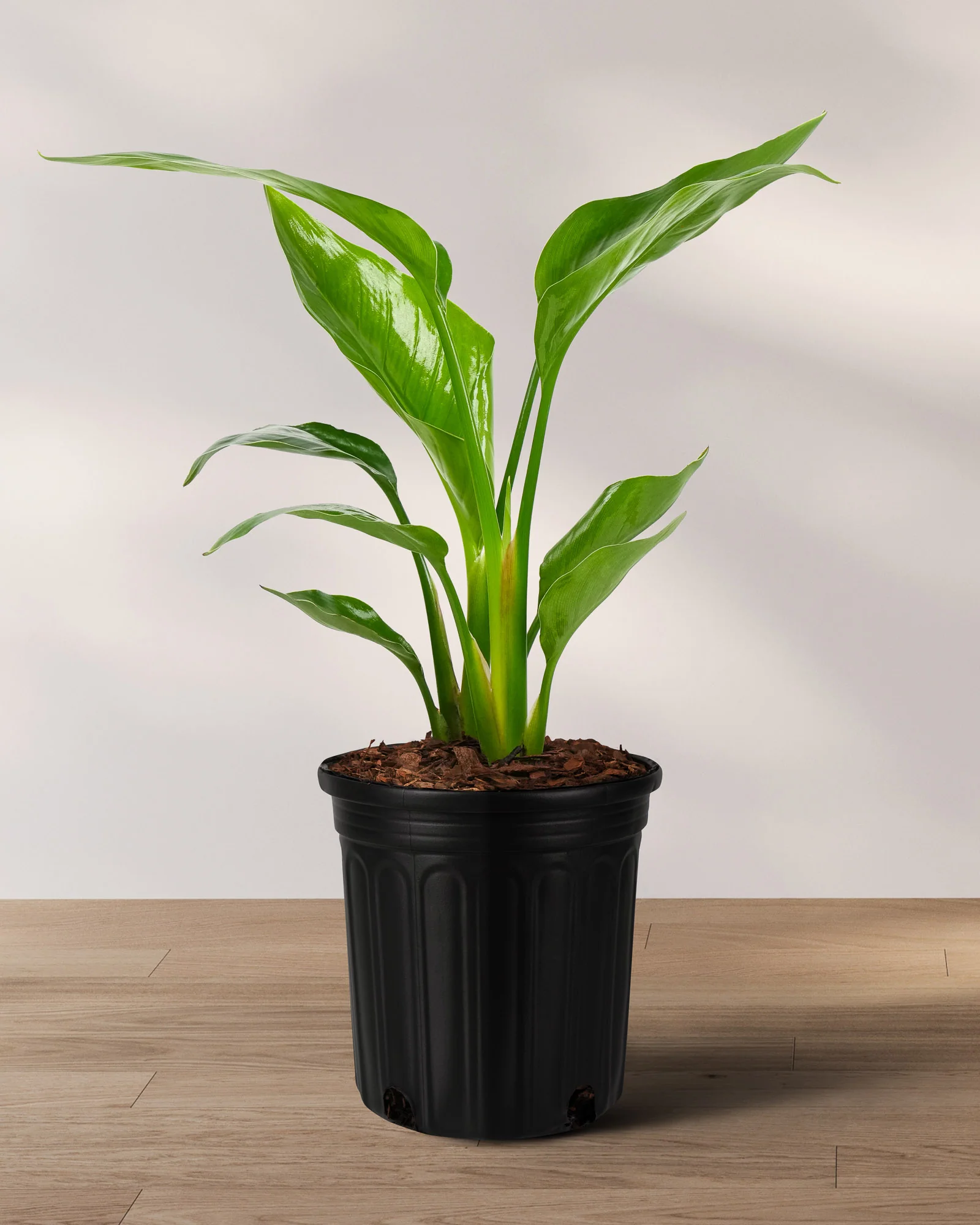 Bird of Paradise White, Strelitzia Nicolai - Image 6