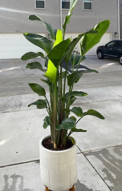 Bird of Paradise White, Strelitzia Nicolai - Image 8