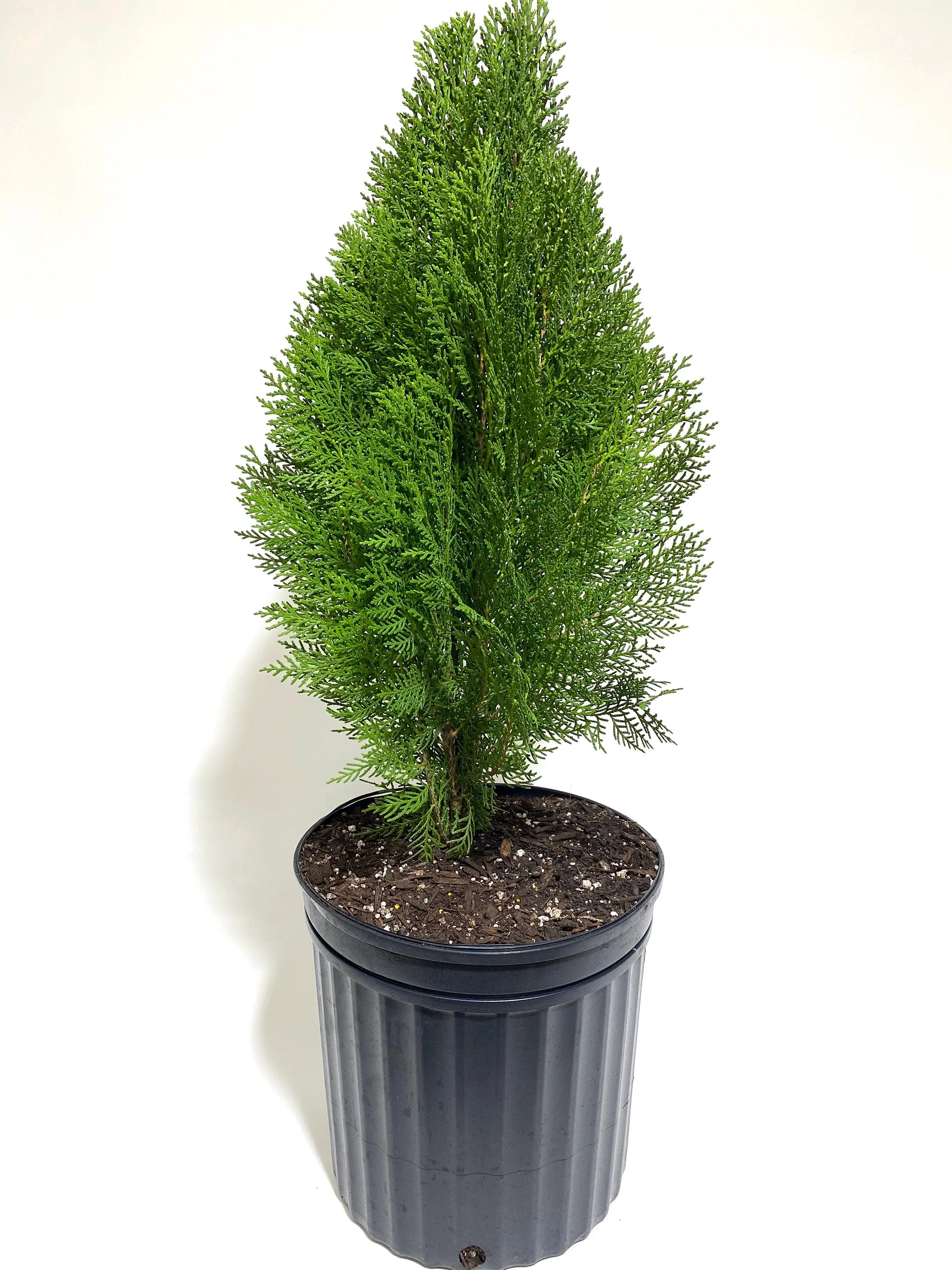 Blue Cone Arborvitae Thuja Orientalis Cypress - Image 4
