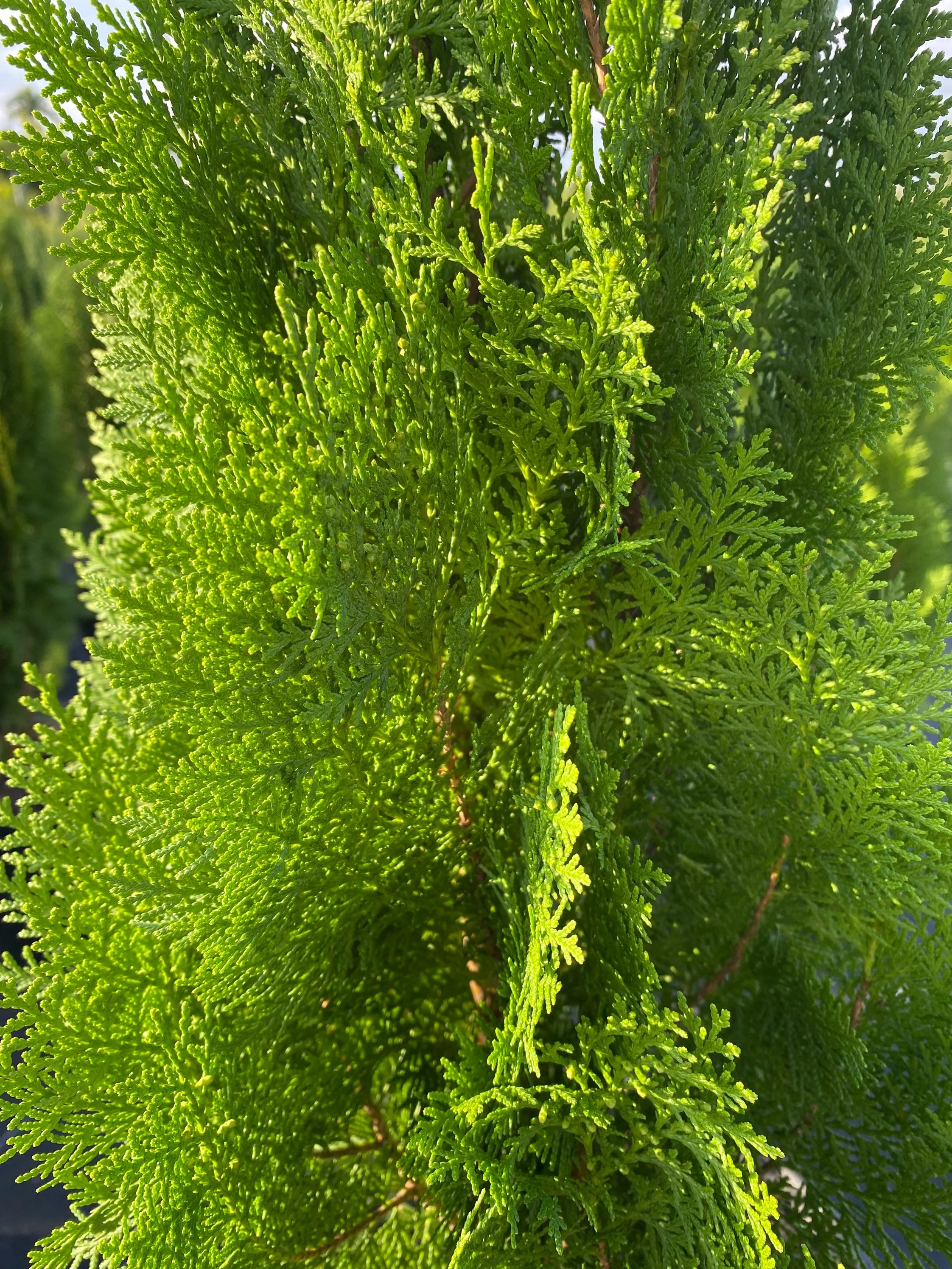 Blue Cone Arborvitae Thuja Orientalis Cypress - Image 6
