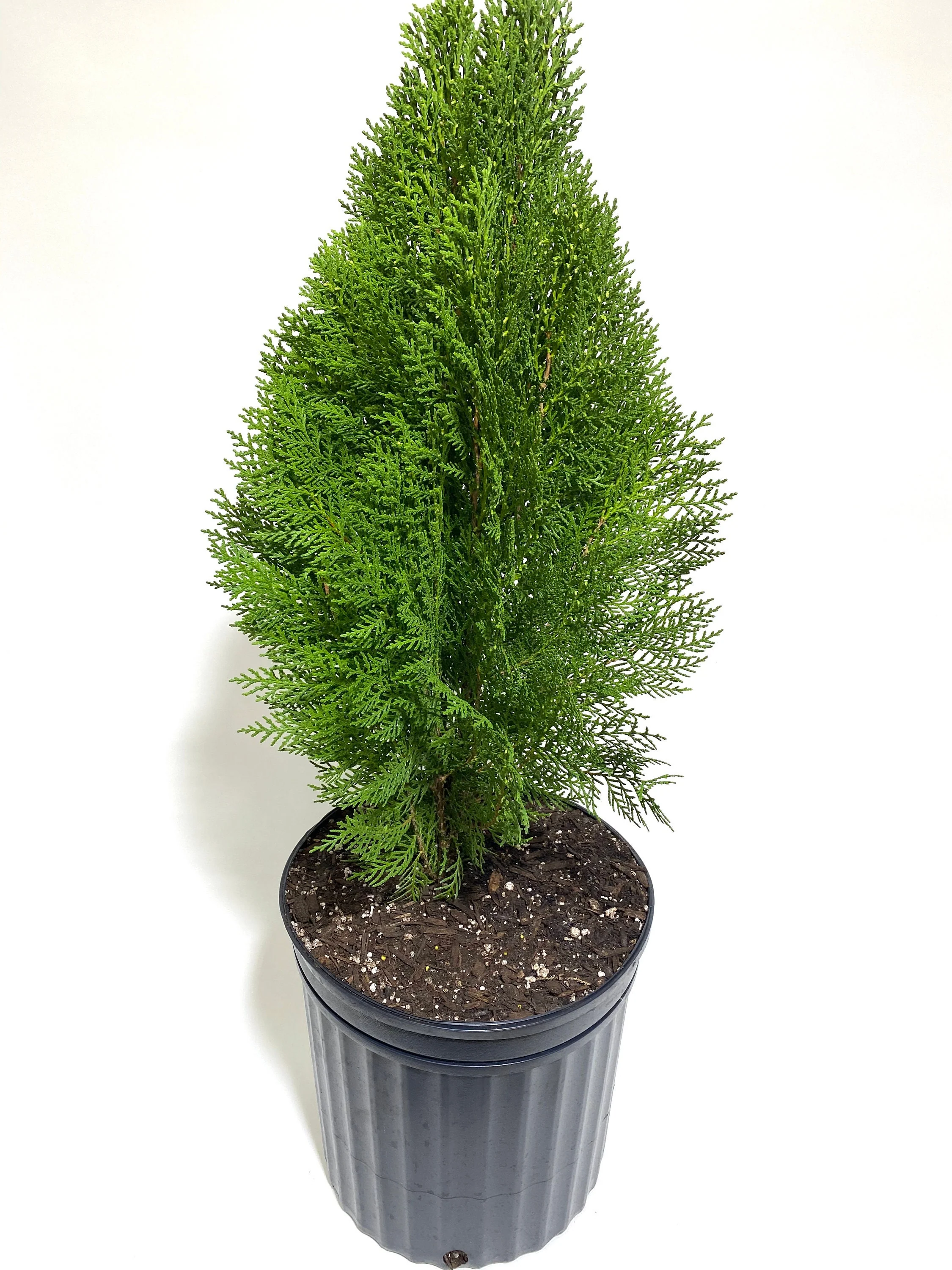 Blue Cone Arborvitae Thuja Orientalis Cypress - Image 7