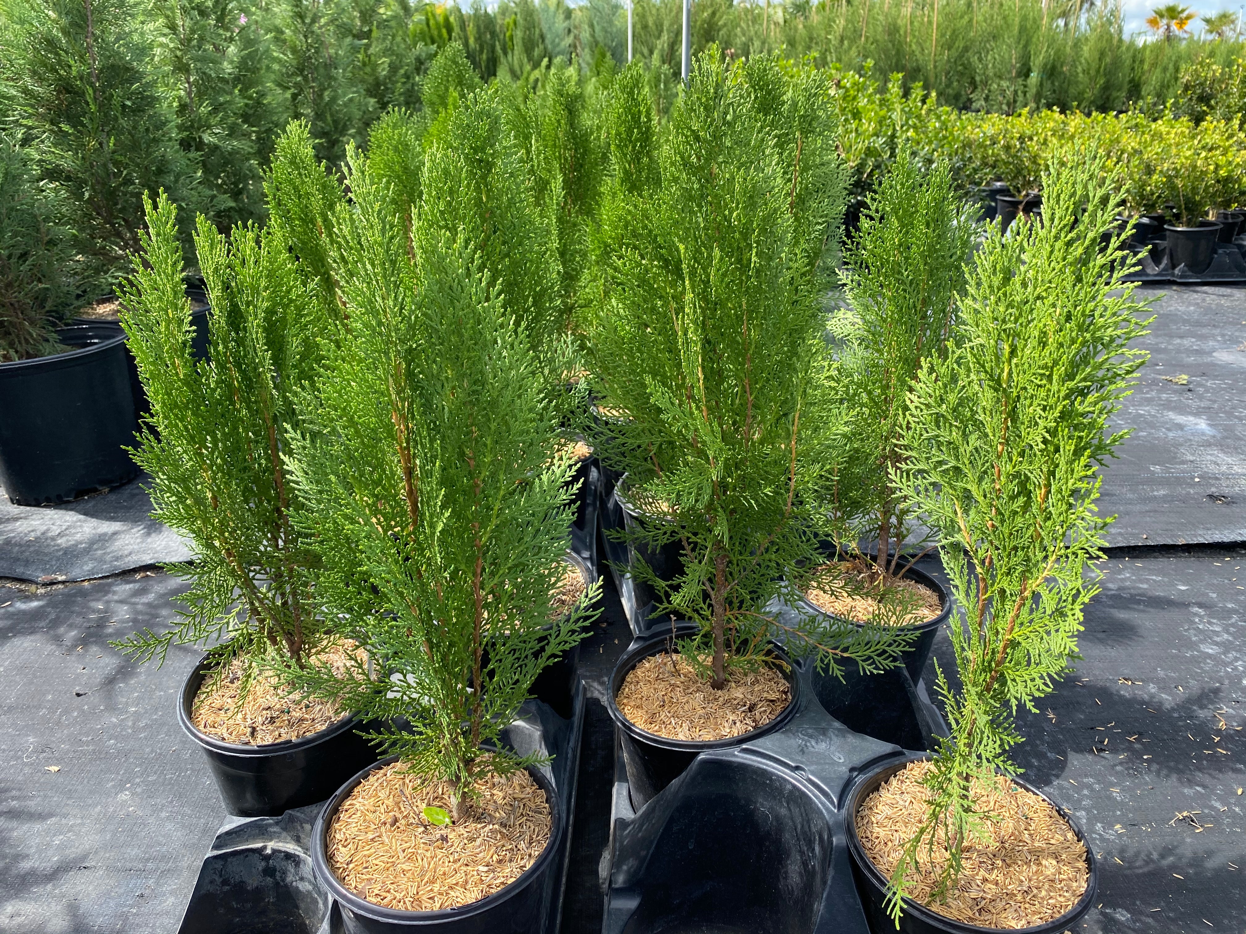 Blue Cone Arborvitae Thuja Orientalis Cypress - Image 8