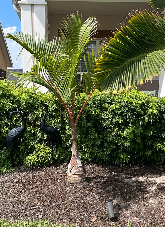 Bottle Palm, Hyophorbe lagenicaulis - Image 10