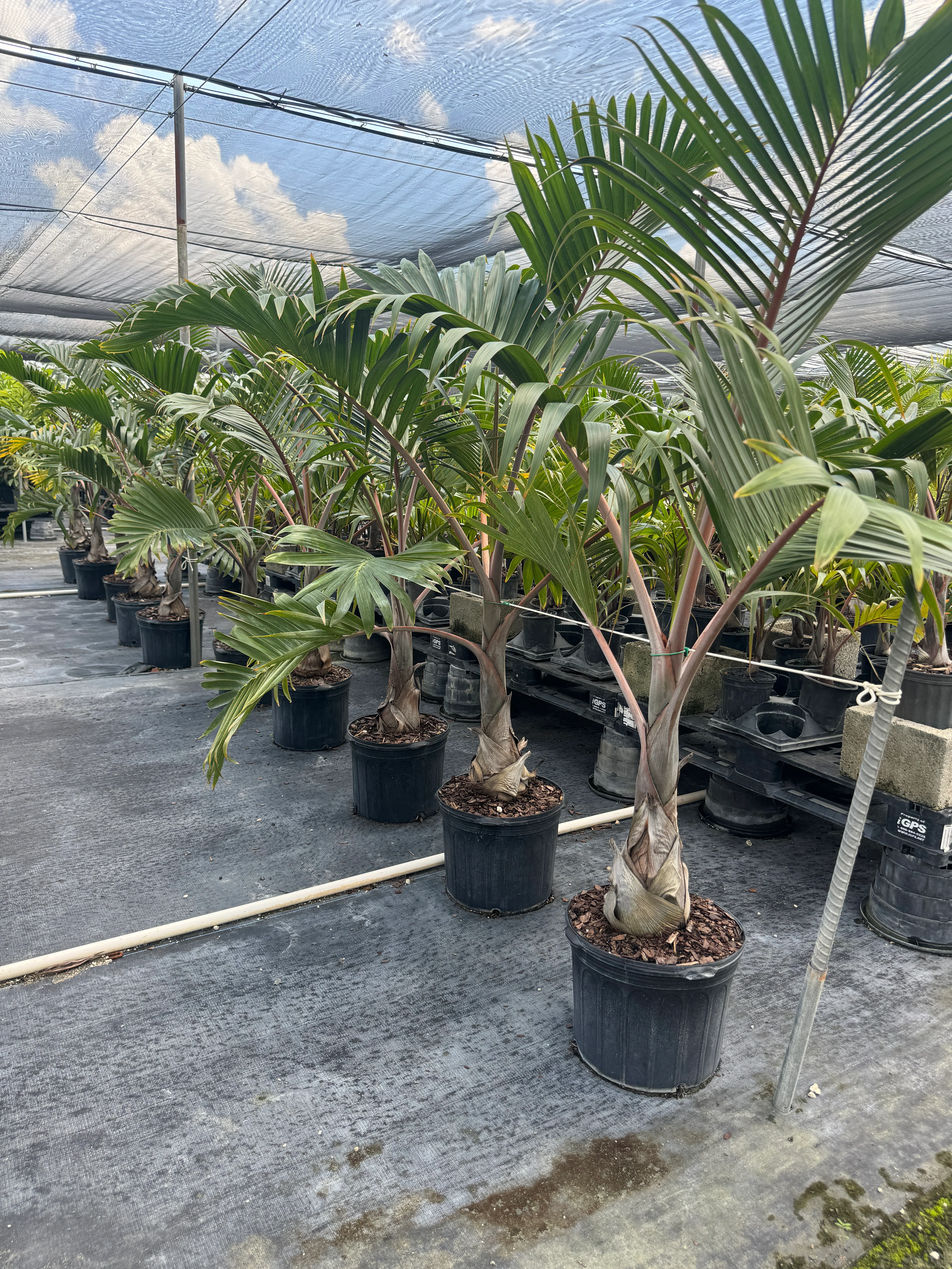 Bottle Palm, Hyophorbe lagenicaulis - Image 11