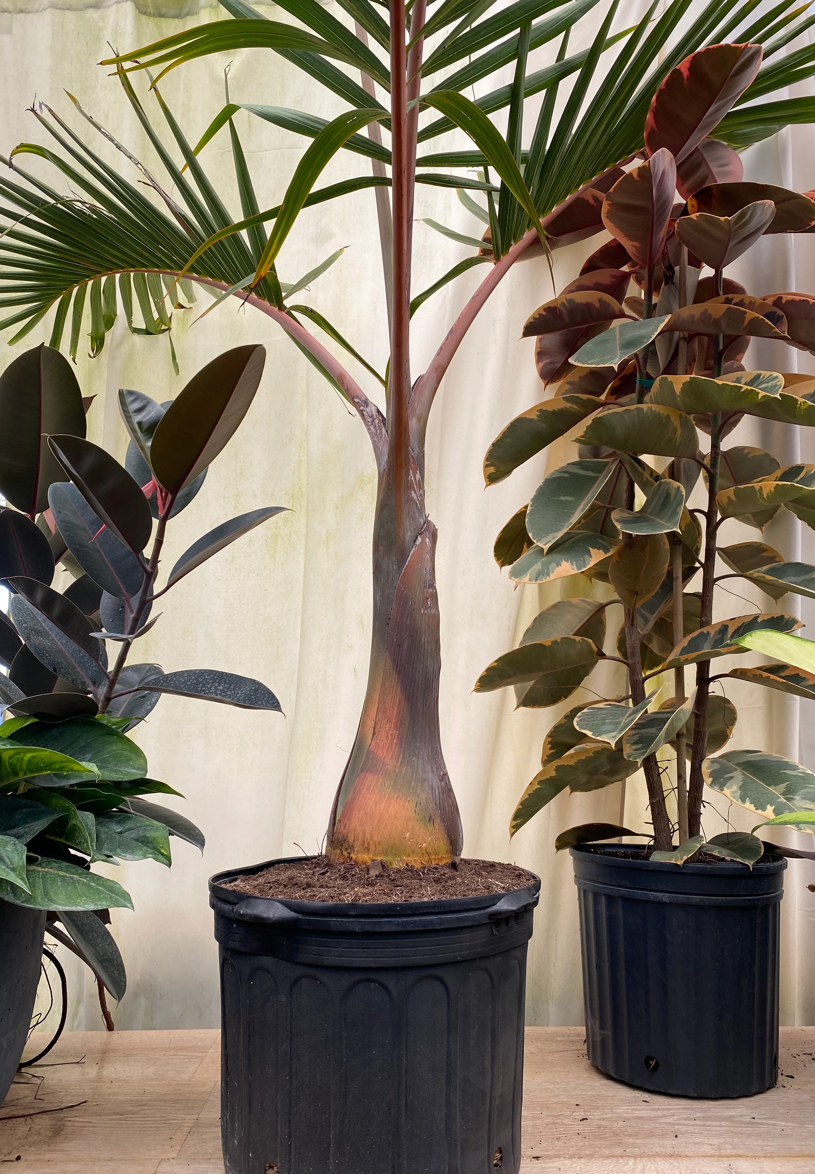 Bottle Palm, Hyophorbe lagenicaulis - Image 3