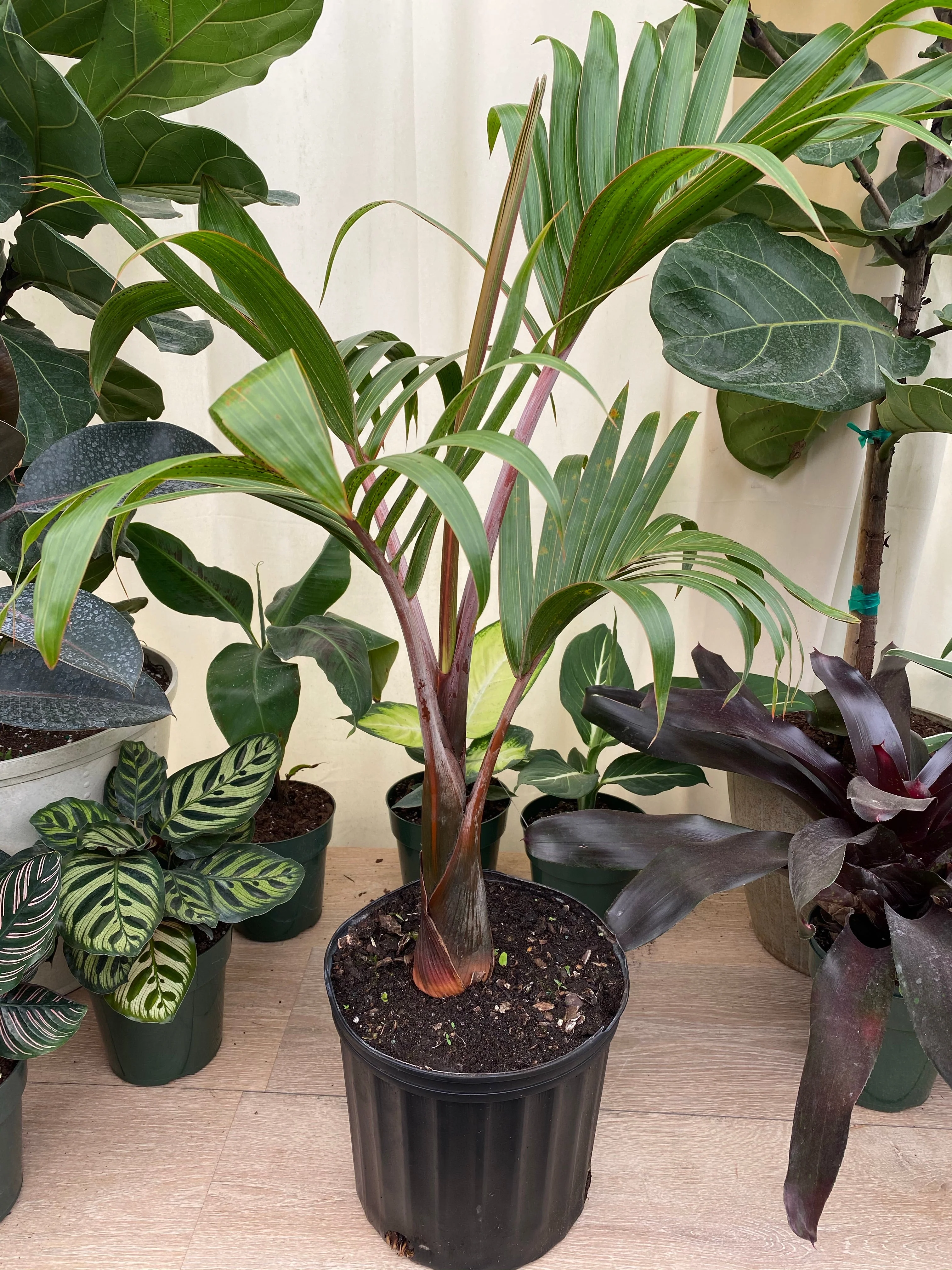 Bottle Palm, Hyophorbe lagenicaulis - Image 4