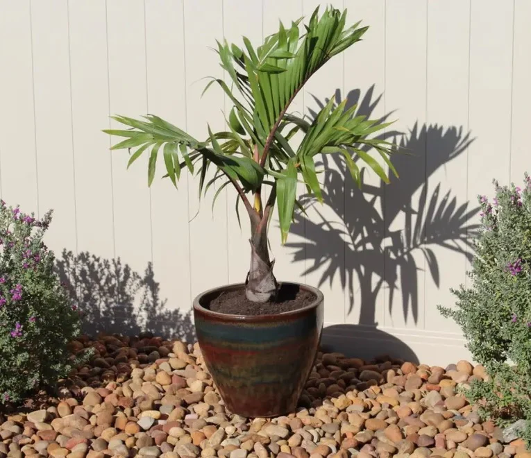 Bottle Palm, Hyophorbe lagenicaulis - Image 8