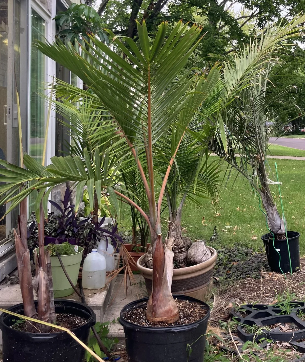 Bottle Palm, Hyophorbe lagenicaulis - Image 9