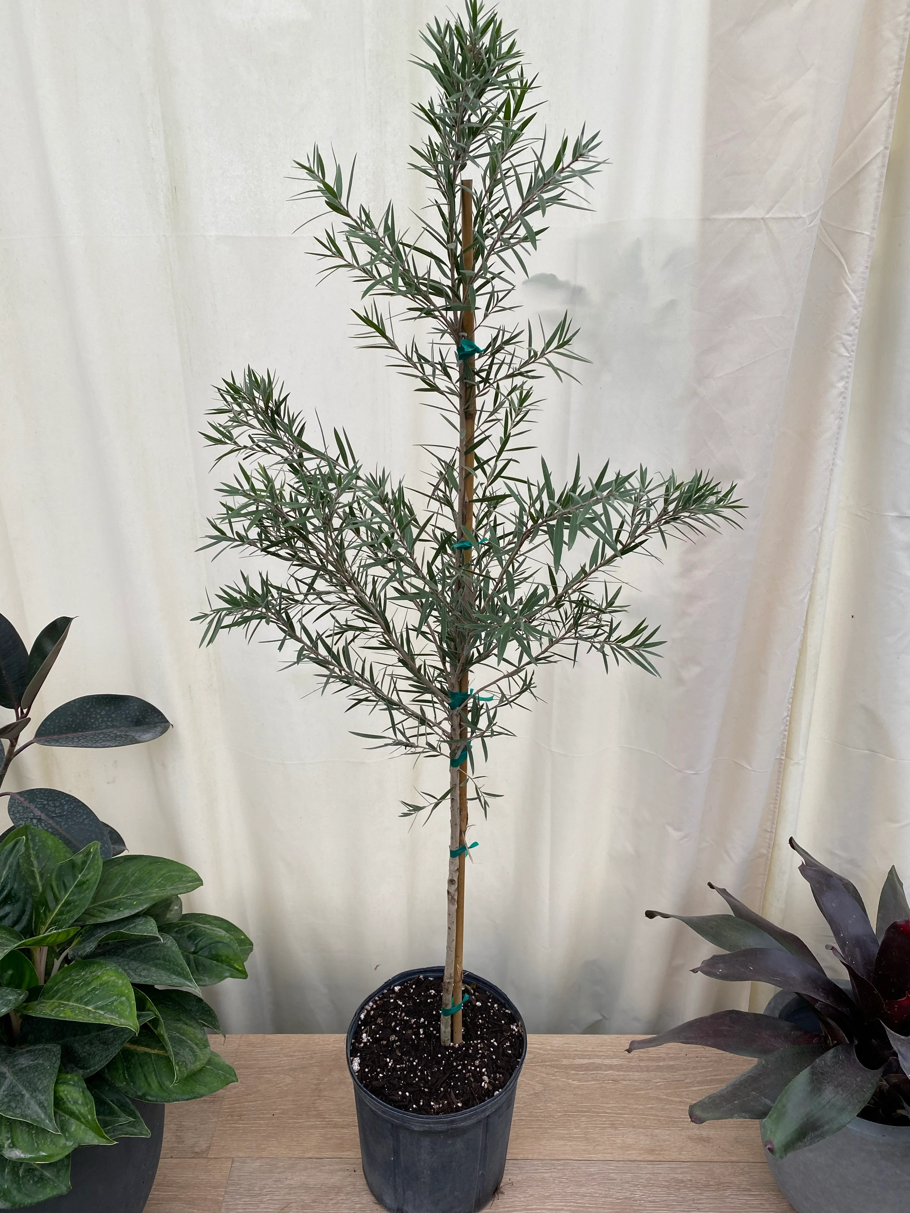 Bottlebrush Tree, Callistemon 'Red Cluster' - Image 3