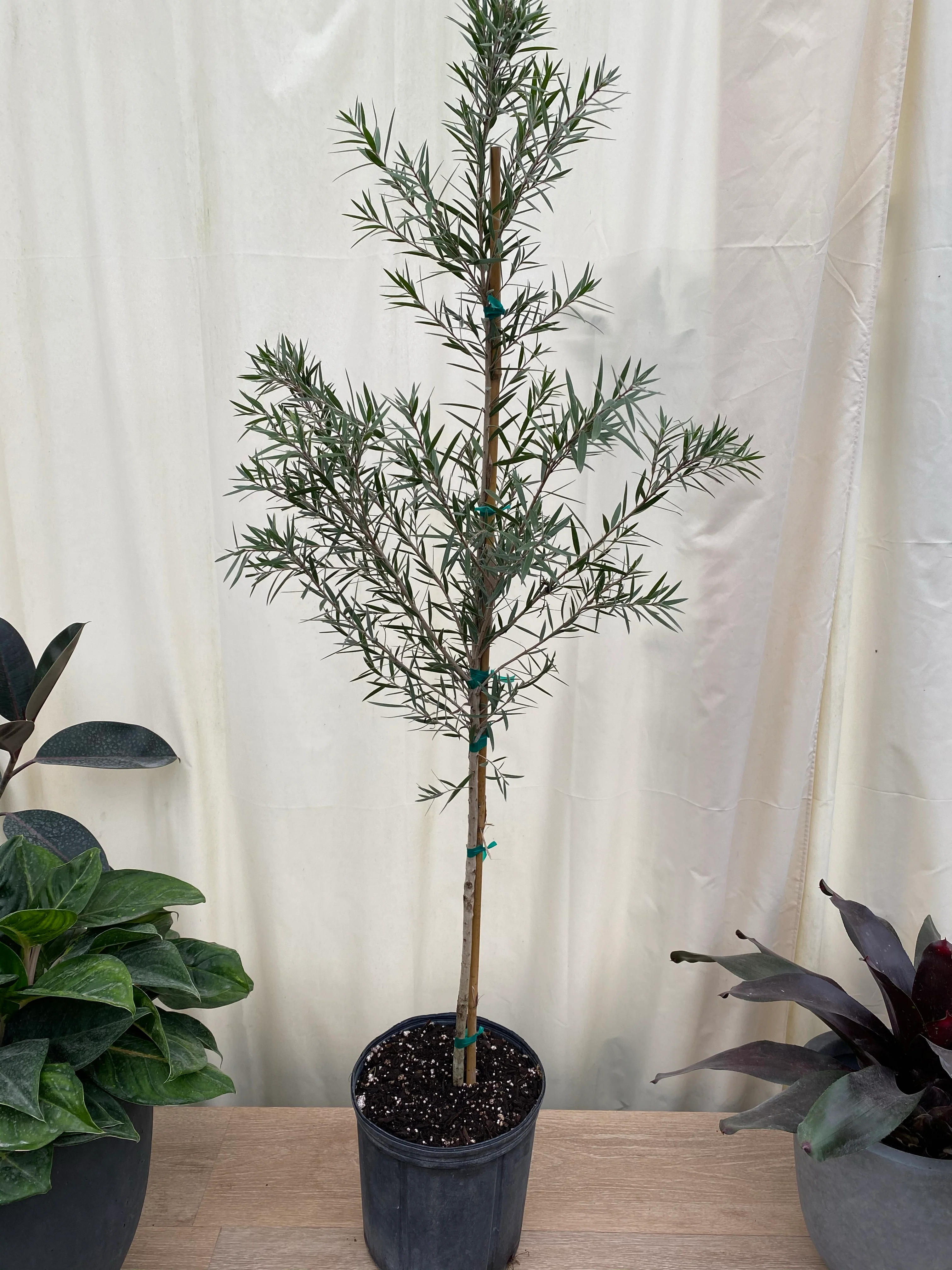 Bottlebrush Tree, Callistemon 'Red Cluster' - Image 4