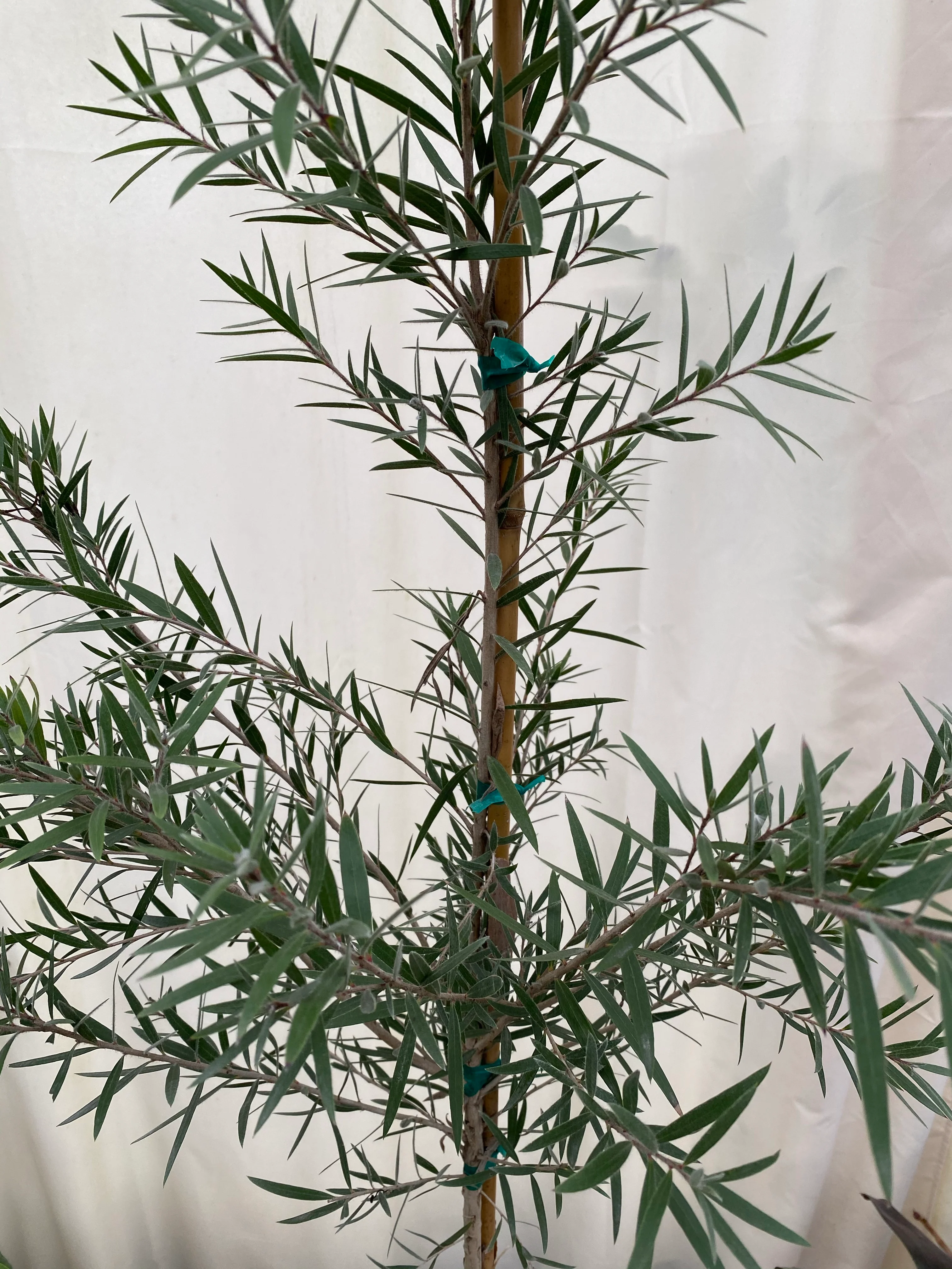 Bottlebrush Tree, Callistemon 'Red Cluster' - Image 5