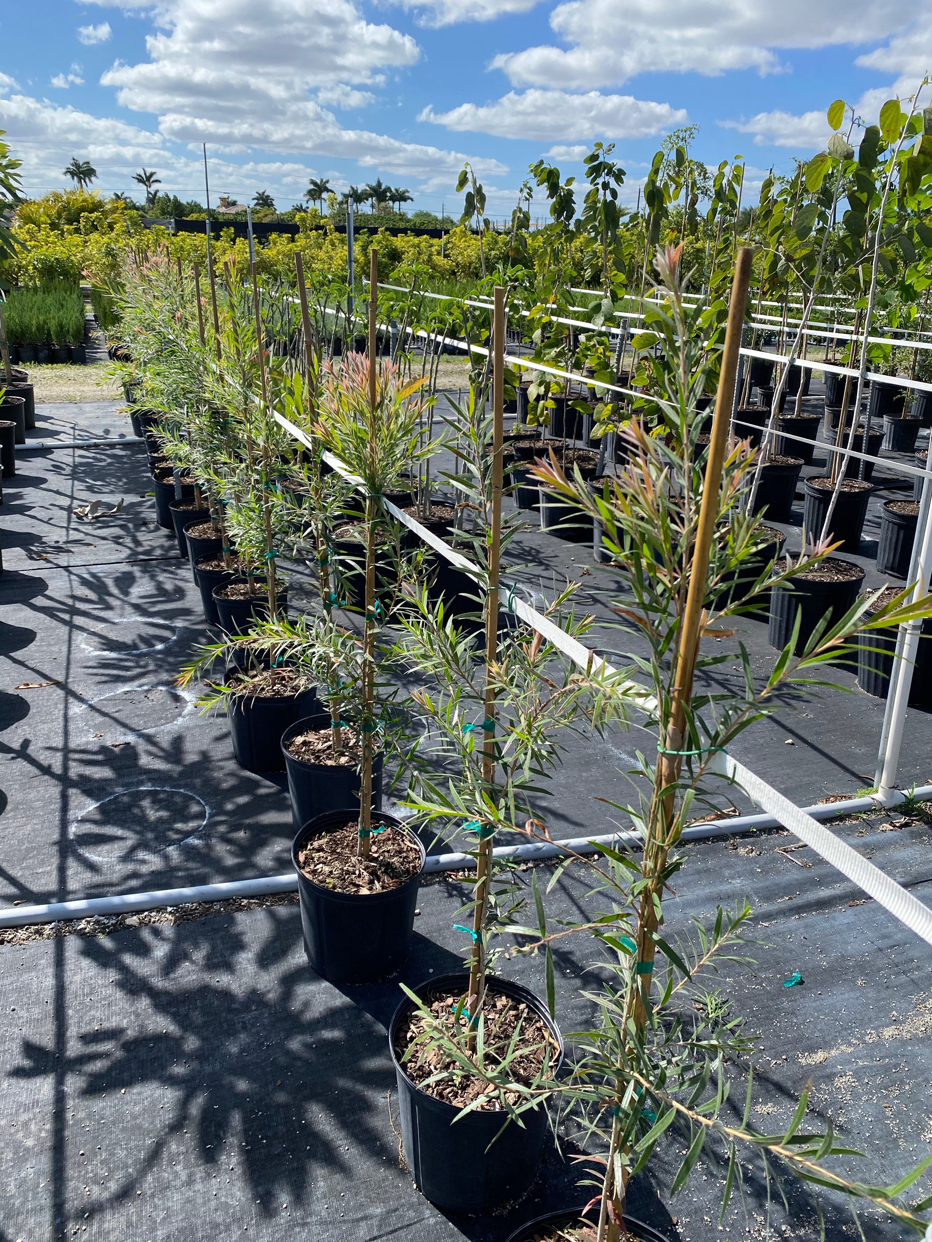 Bottlebrush Tree, Callistemon 'Red Cluster' - Image 6